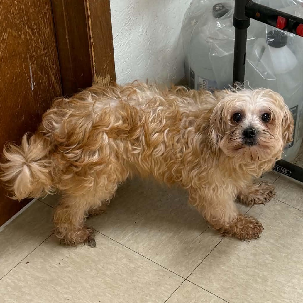 Enlarge Monroe-Foster Home Needed, a Adoptable Shih poo in Hartland, WI image 3/3