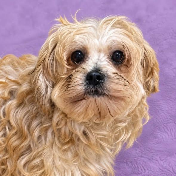 Enlarge Monroe-Foster Home Needed, a Adoptable Shih poo in Hartland, WI image 2/3