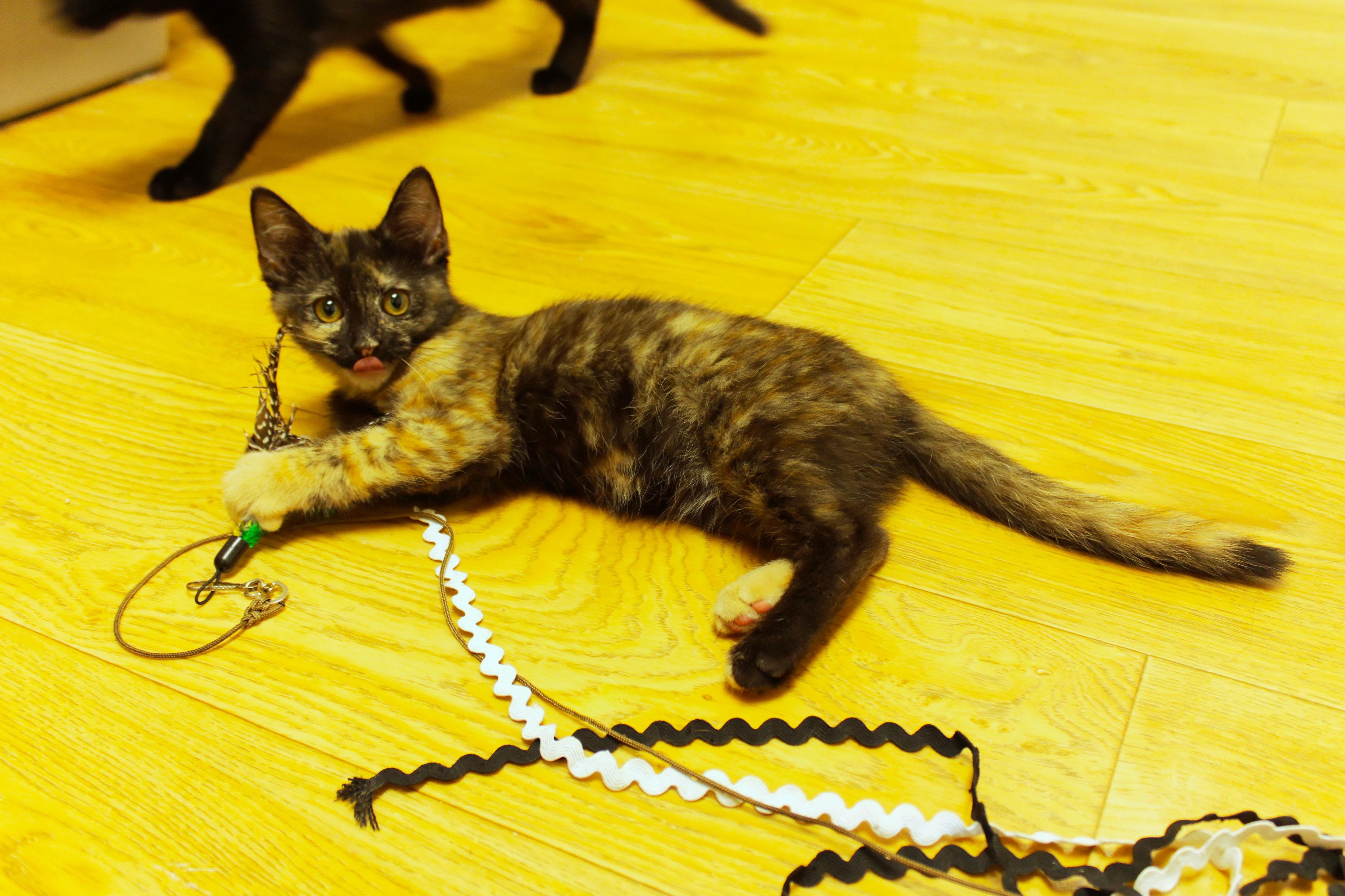 Enlarge Toast, a ADOPTABLE Tortoiseshell in Urbana, OH image 6/6