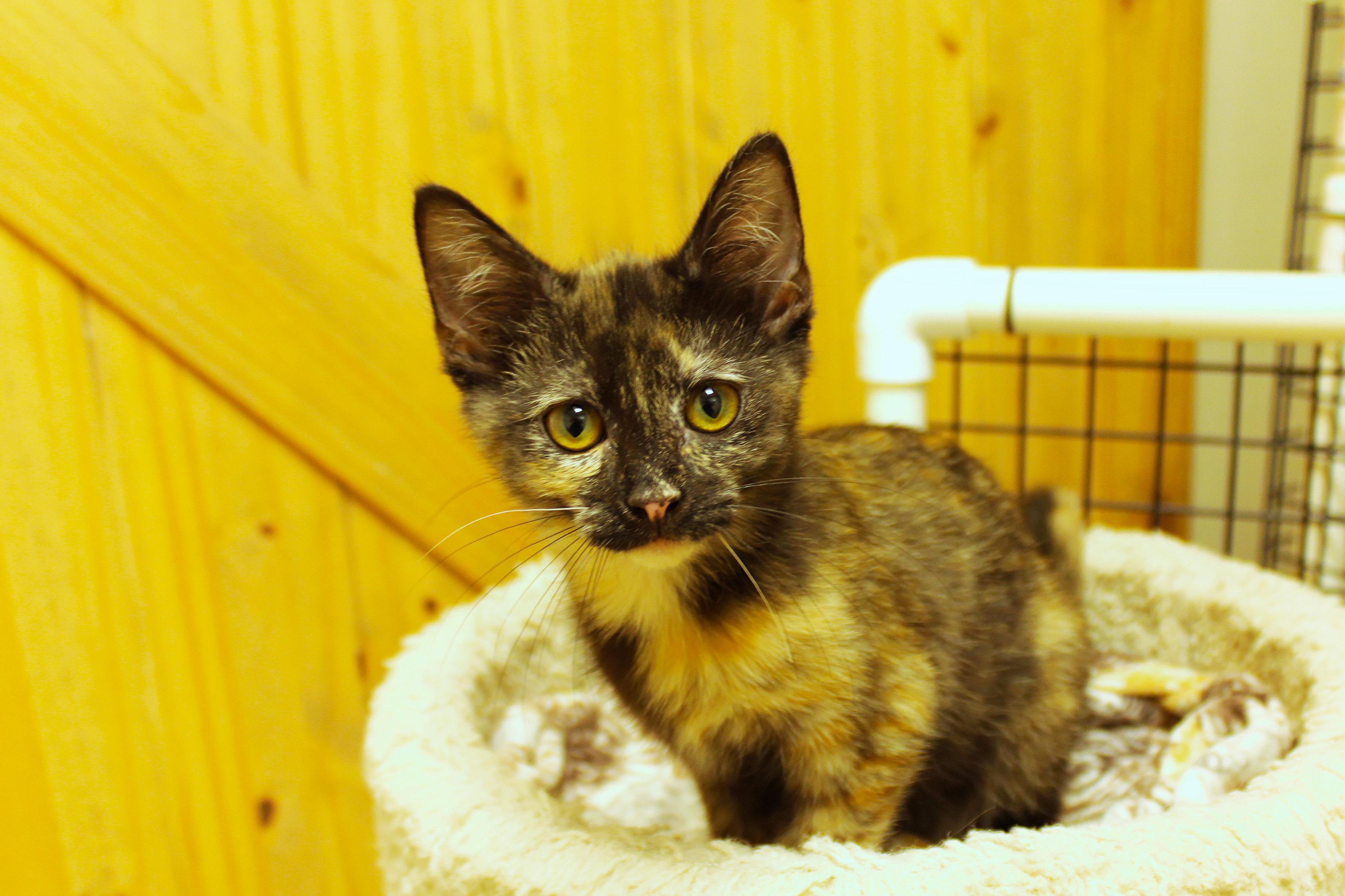 Enlarge Toast, a ADOPTABLE Tortoiseshell in Urbana, OH image 2/6
