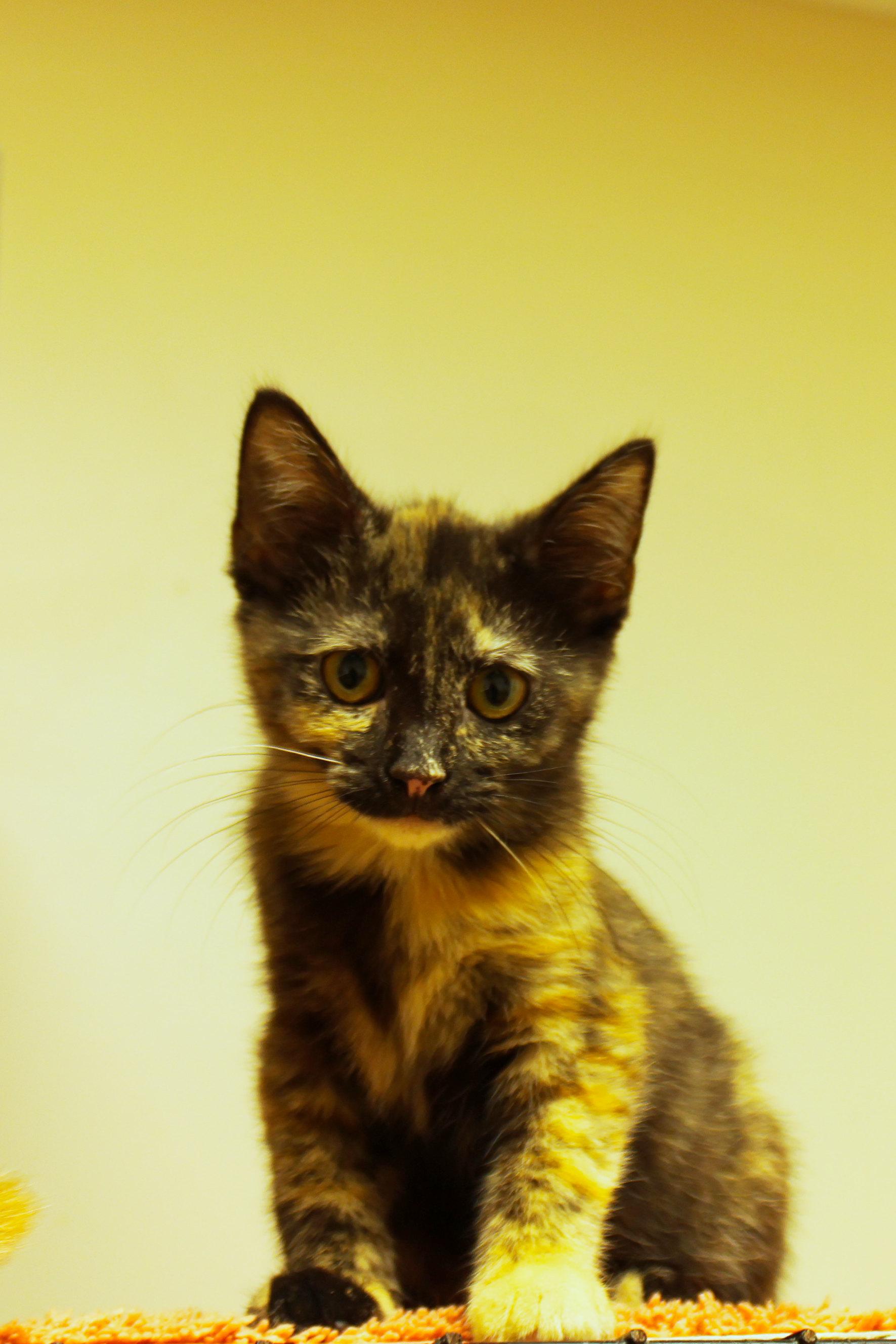 Enlarge Toast, a ADOPTABLE Tortoiseshell in Urbana, OH image 3/6