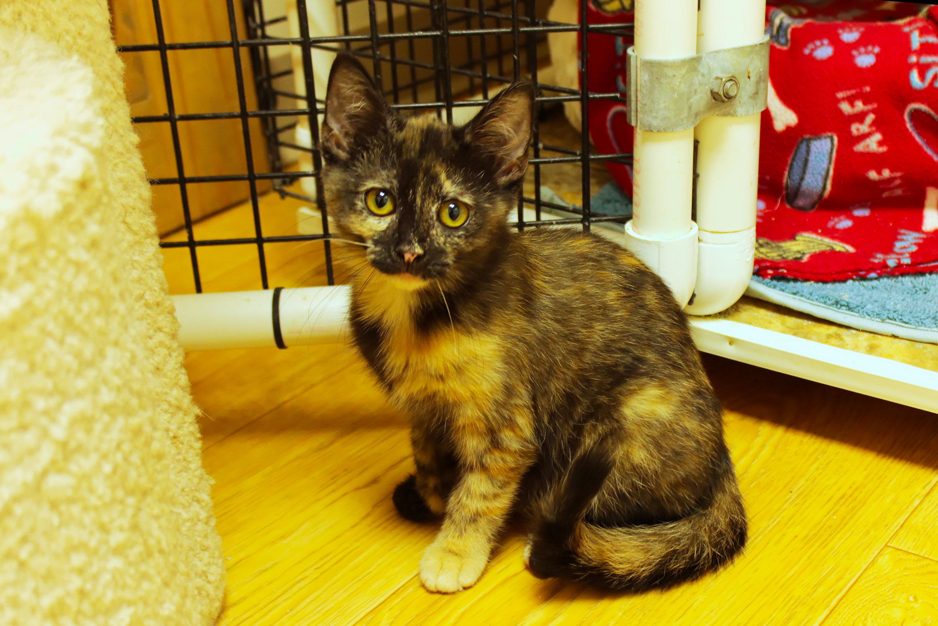 Enlarge Toast, a ADOPTABLE Tortoiseshell in Urbana, OH image 4/6