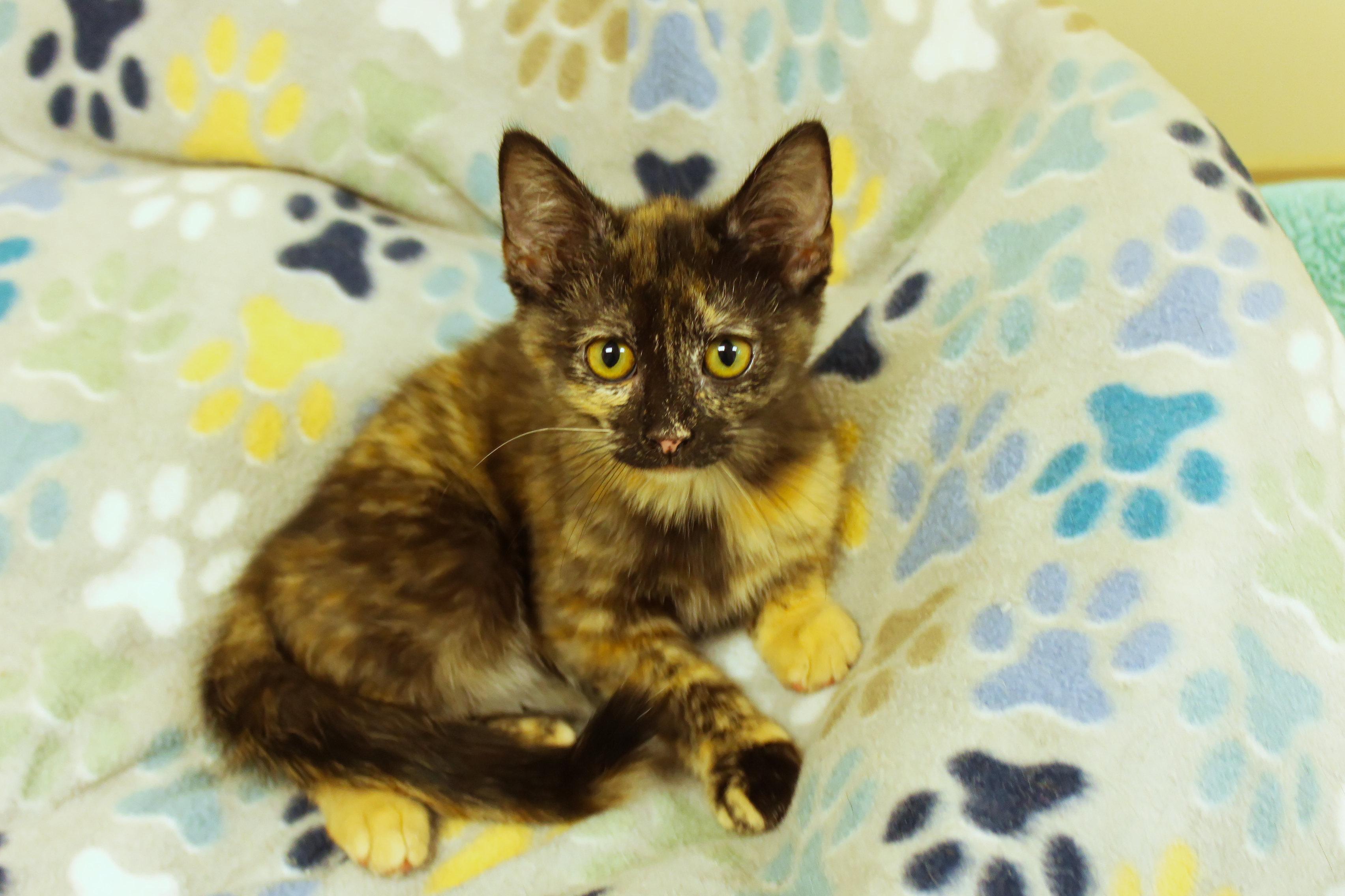 Enlarge Toast, a ADOPTABLE Tortoiseshell in Urbana, OH image 1/6