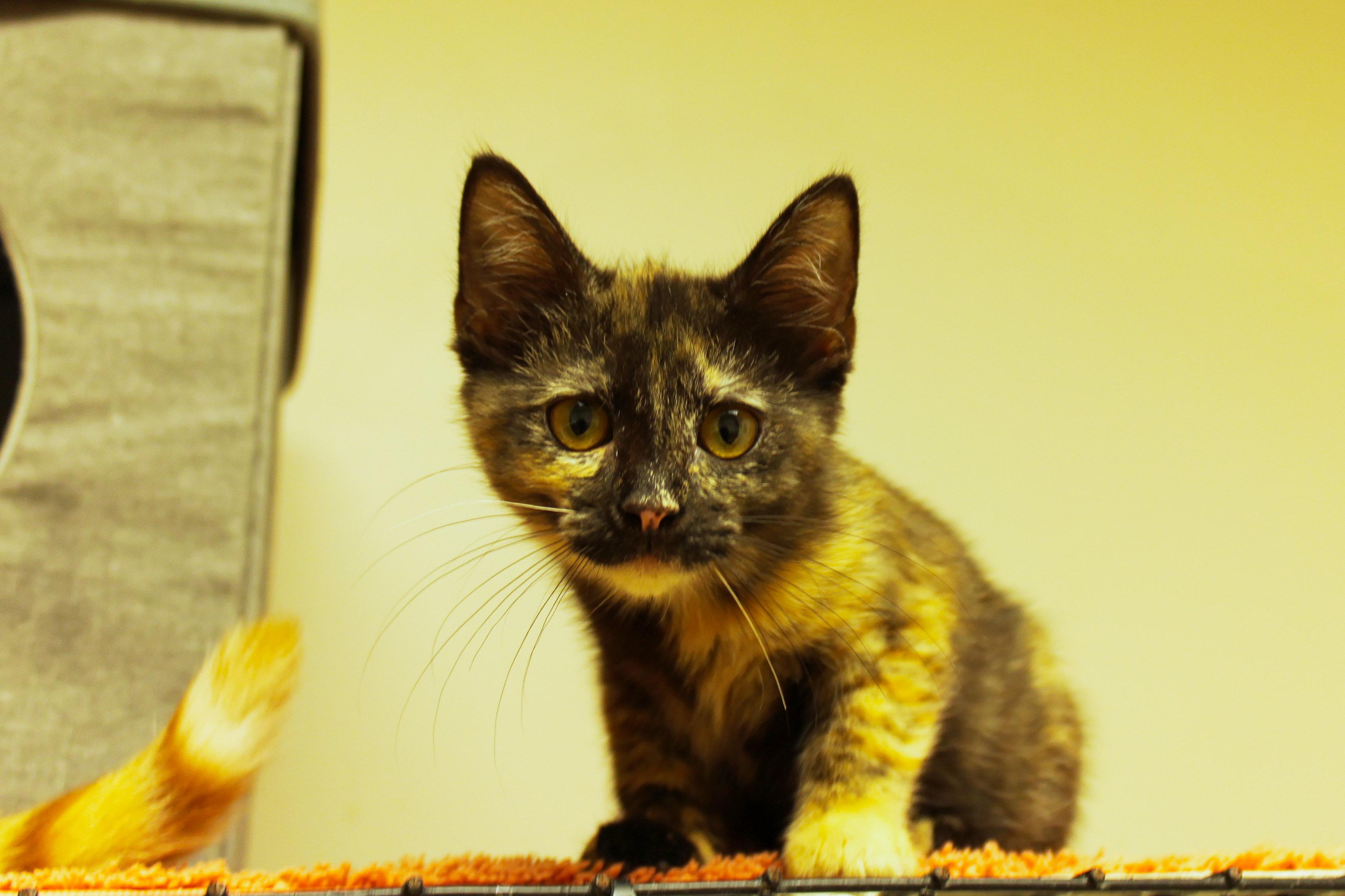 Enlarge Toast, a ADOPTABLE Tortoiseshell in Urbana, OH image 5/6