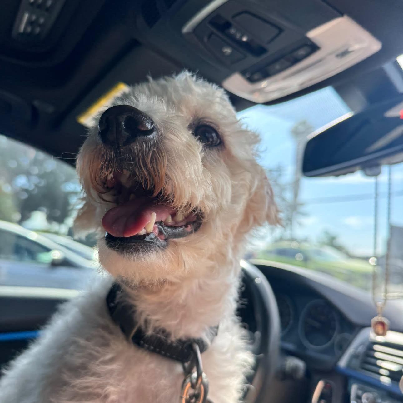 Enlarge Scout, a Adoptable Maltipoo in San Diego, CA image 4/5
