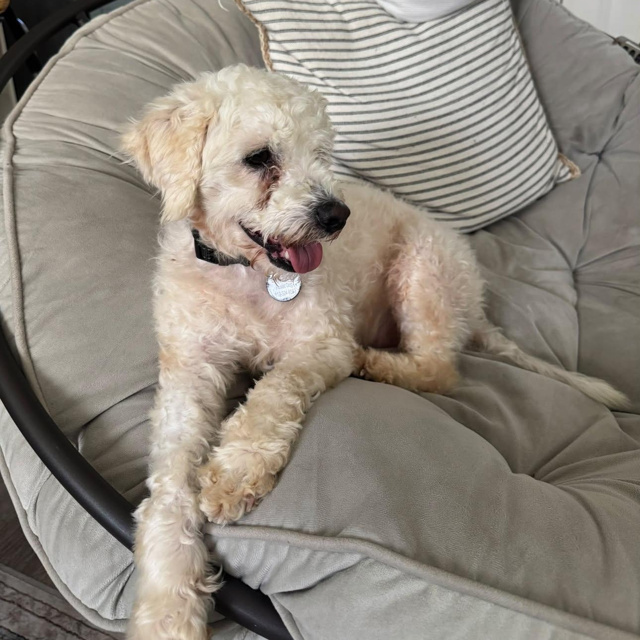 Enlarge Scout, a Adoptable Maltipoo in San Diego, CA image 1/5