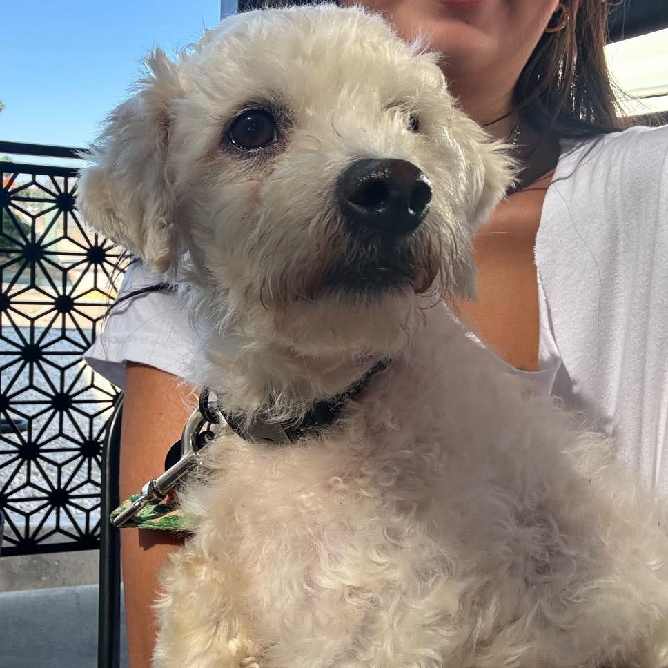 Enlarge Scout, a Adoptable Maltipoo in San Diego, CA image 3/5