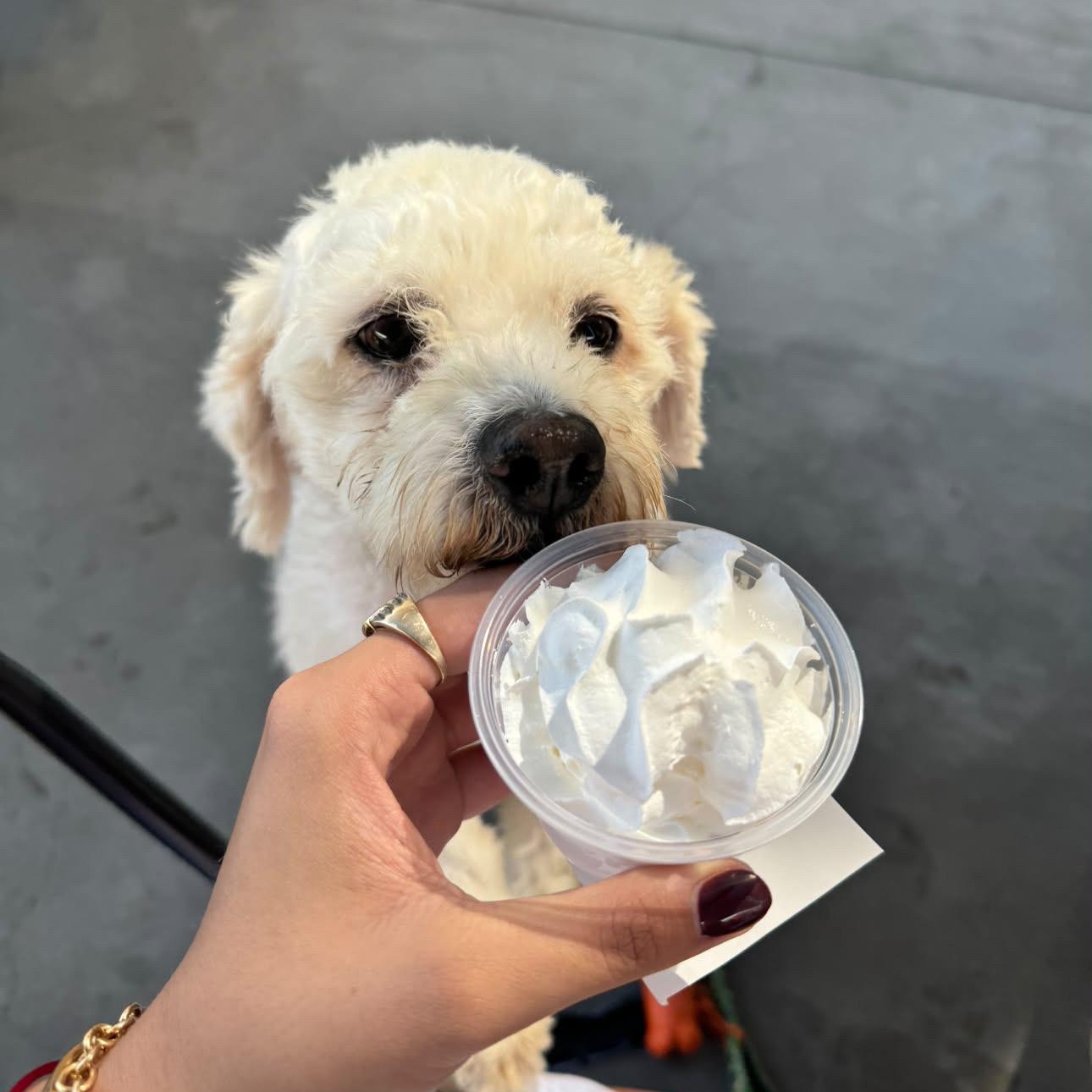 Enlarge Scout, a Adoptable Maltipoo in San Diego, CA image 5/5