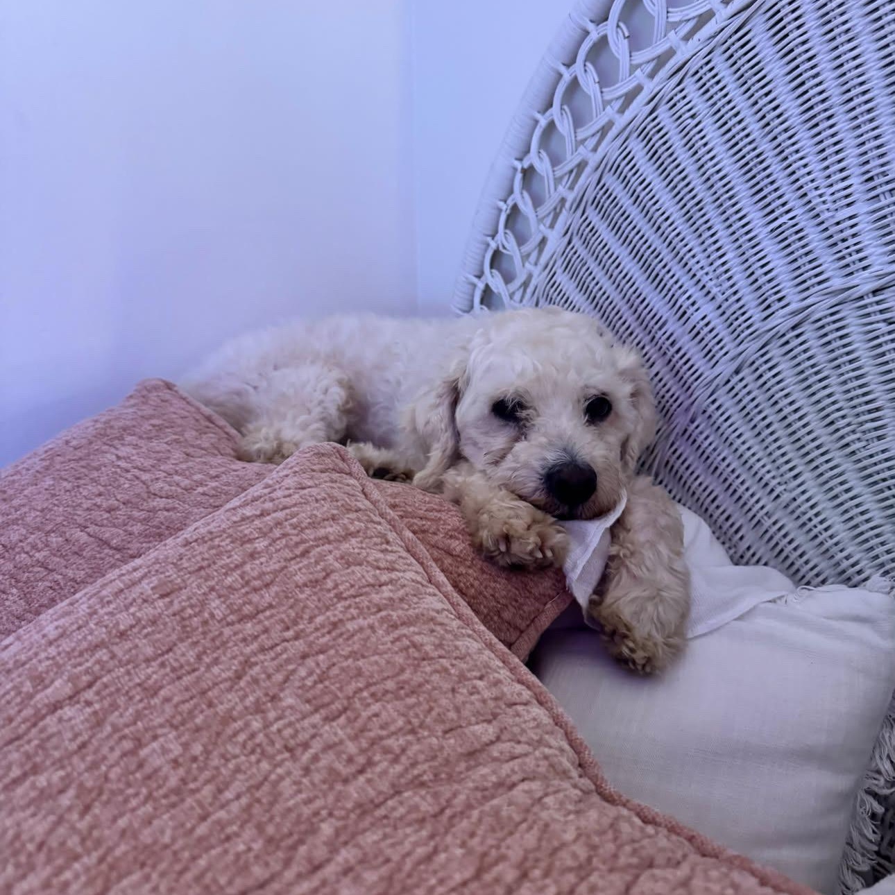 Enlarge Scout, a Adoptable Maltipoo in San Diego, CA image 2/5