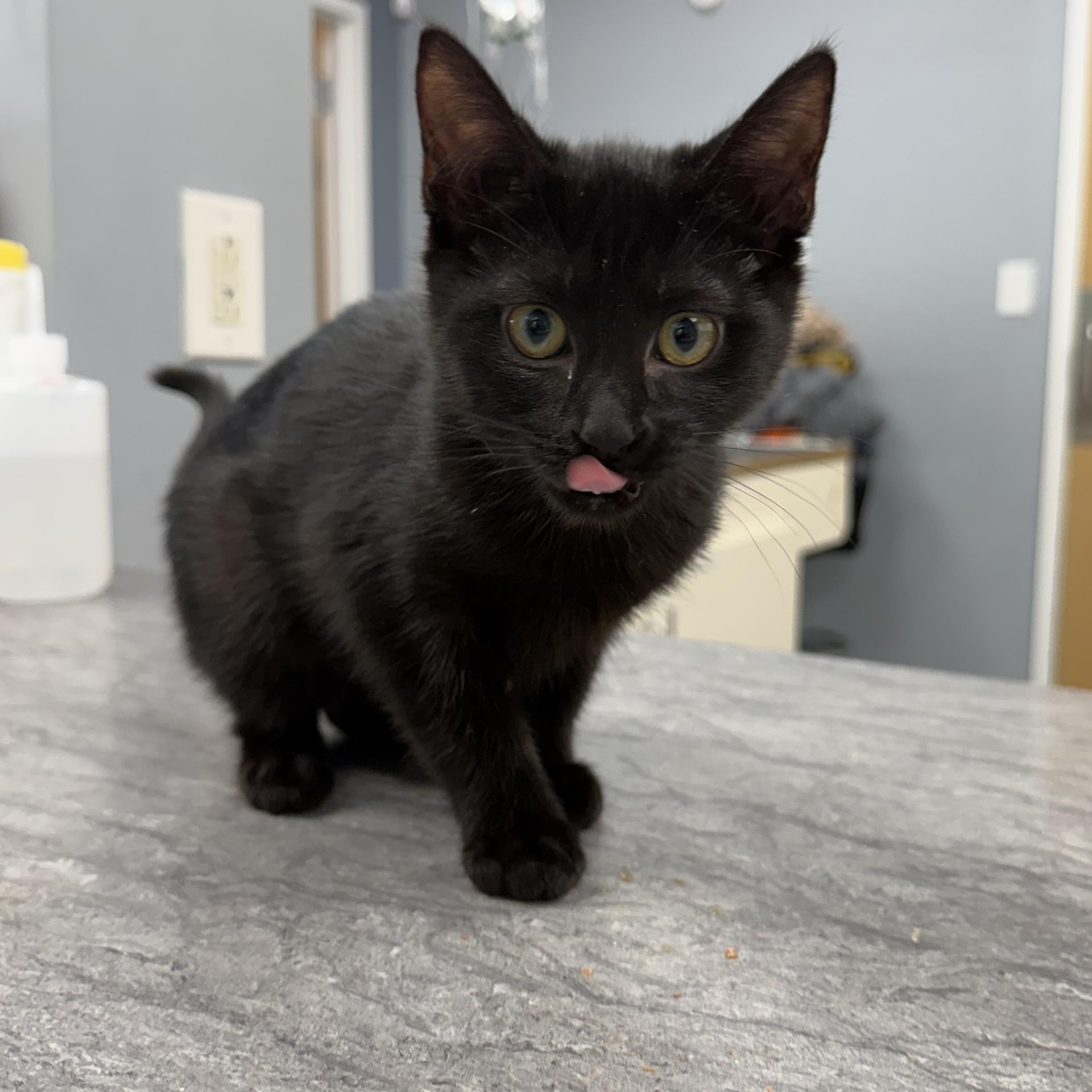 Enlarge Abigale (BC), a ADOPTABLE Domestic Short Hair in Simpsonville, SC image 1/1