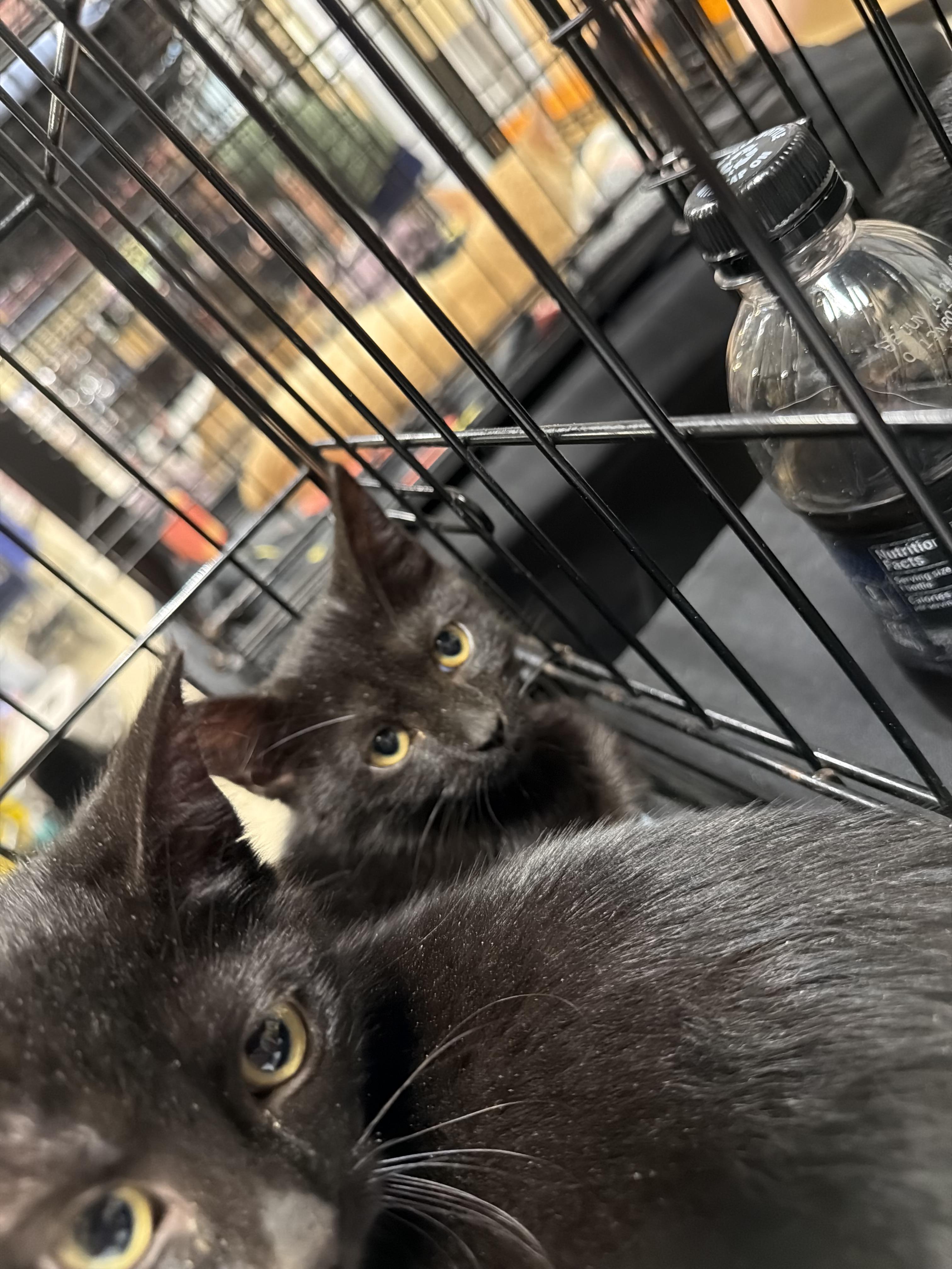 Enlarge Abigale (BC), a ADOPTABLE Domestic Short Hair in Simpsonville, SC image 1/1
