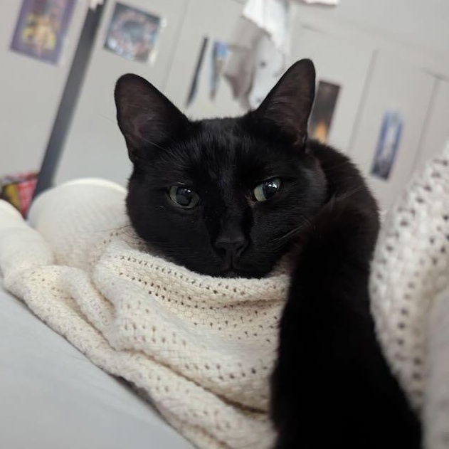 Mickey, a Adoptable Domestic Short Hair in Redondo Beach, CA image 1/3