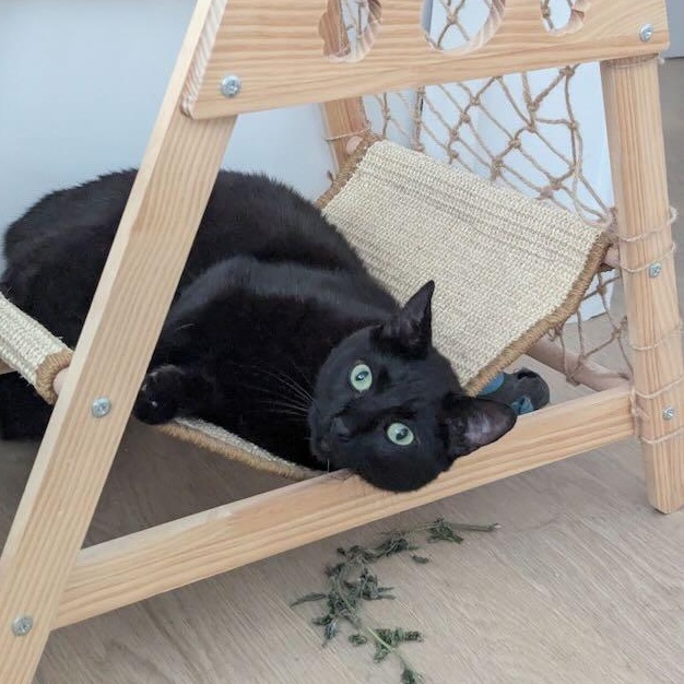 Mickey, a Adoptable Domestic Short Hair in Redondo Beach, CA image 2/3