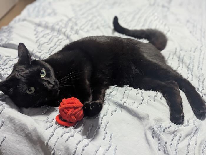 Mickey, a Adoptable Domestic Short Hair in Redondo Beach, CA image 3/3