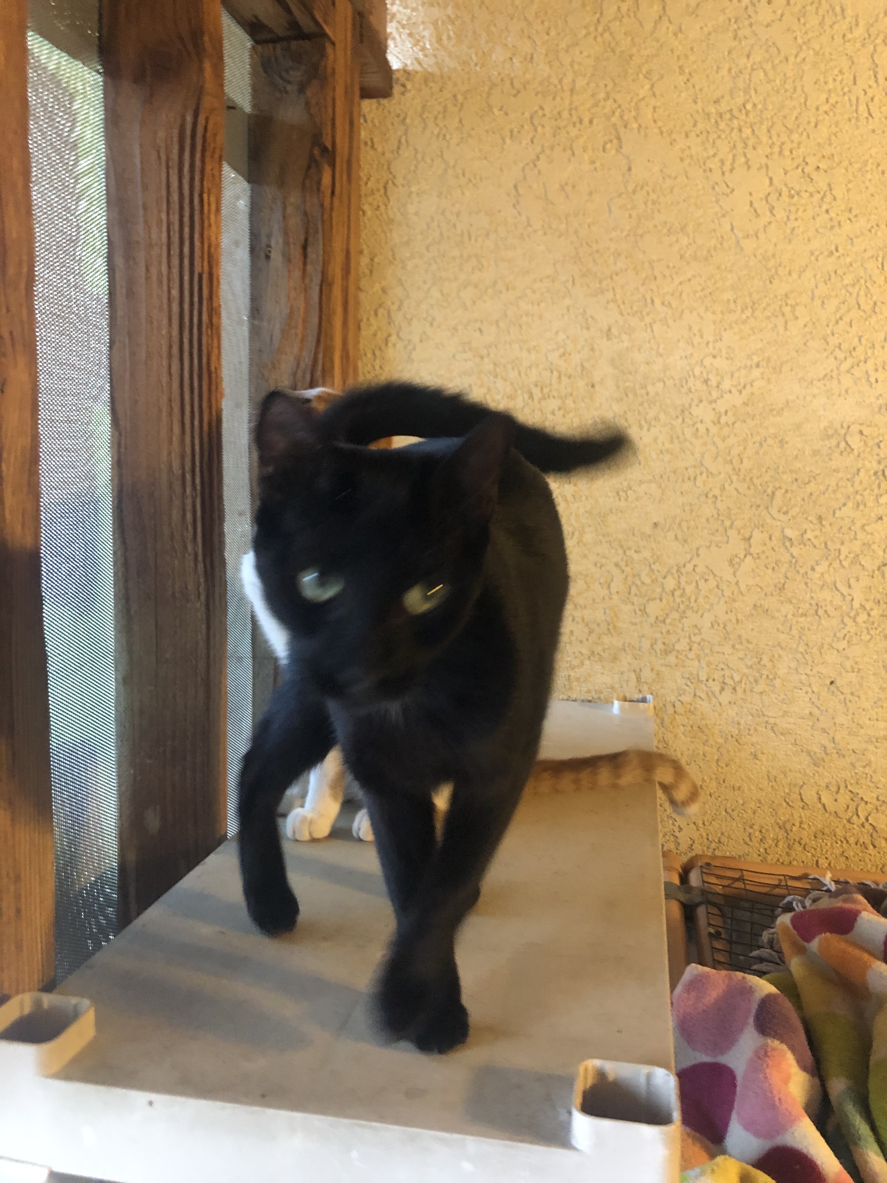 Mickey, Adult Male Domestic Short Hair