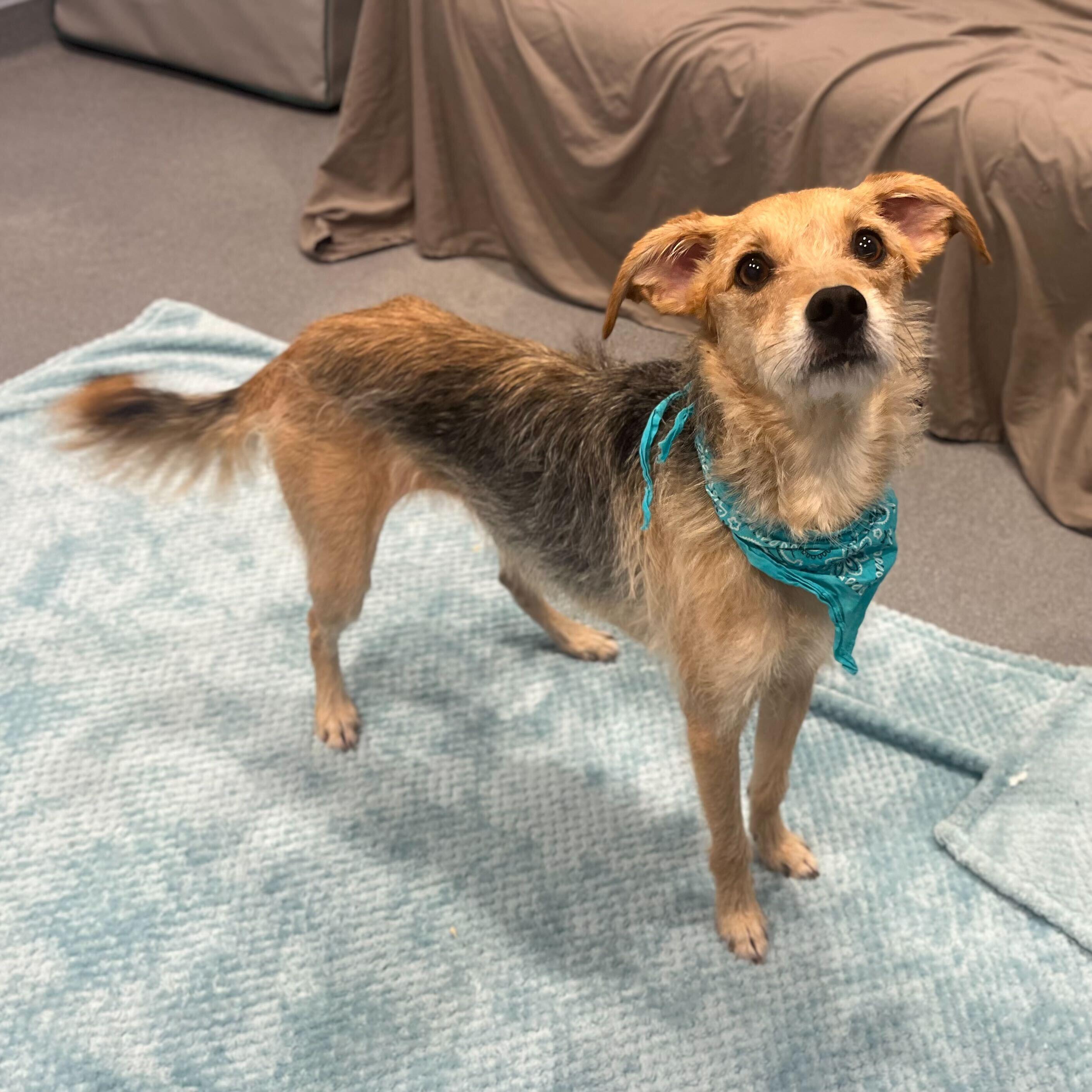 Patricia, adoptable, Young Female Mixed Breed.