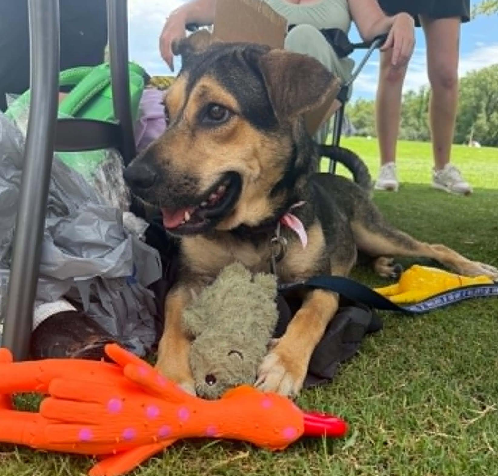 Celise, ADOPTABLE, Young Female Shepherd & Labrador Retriever.