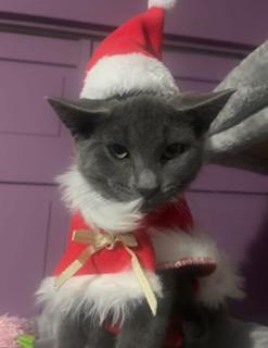 FIELDER, Adoptable, Kitten Male Domestic Short Hair.