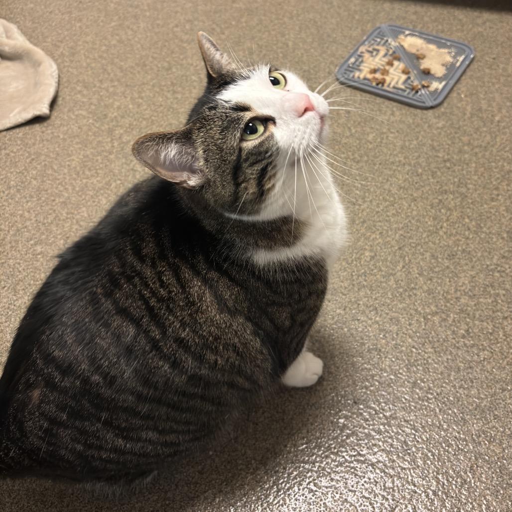 Crescent, a Adoptable Domestic Short Hair in Council Bluffs, IA image 1/3