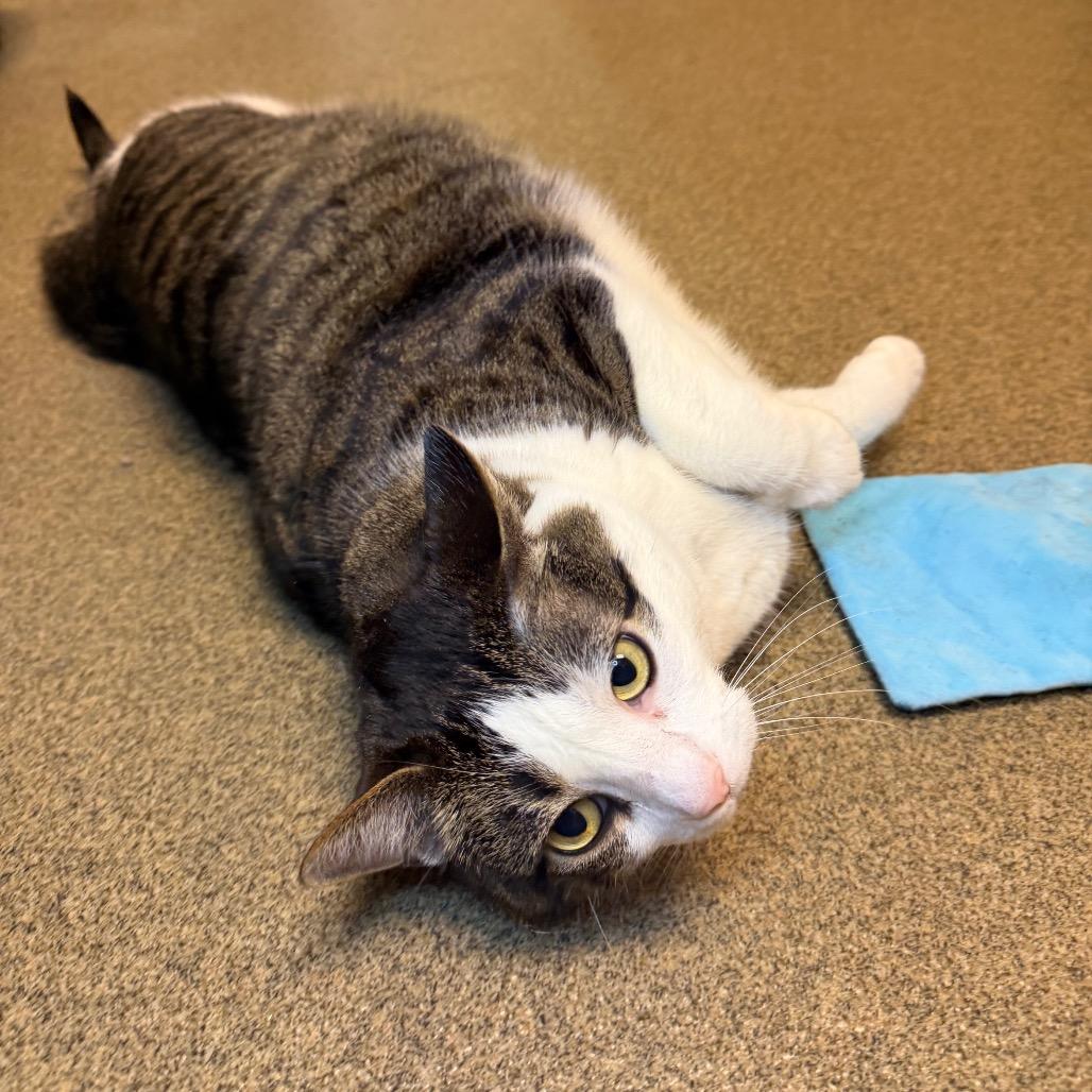 Crescent, a Adoptable Domestic Short Hair in Council Bluffs, IA image 2/3