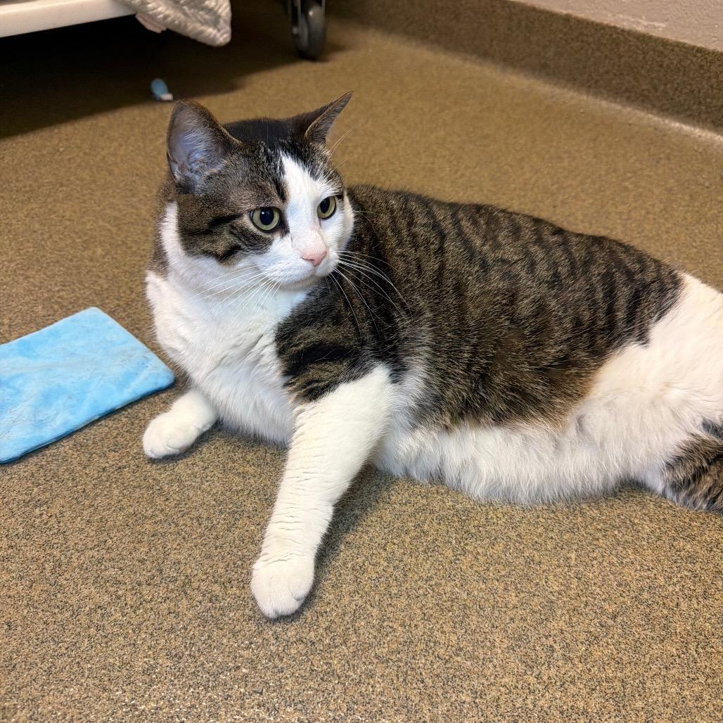 Crescent, a Adoptable Domestic Short Hair in Council Bluffs, IA image 3/3