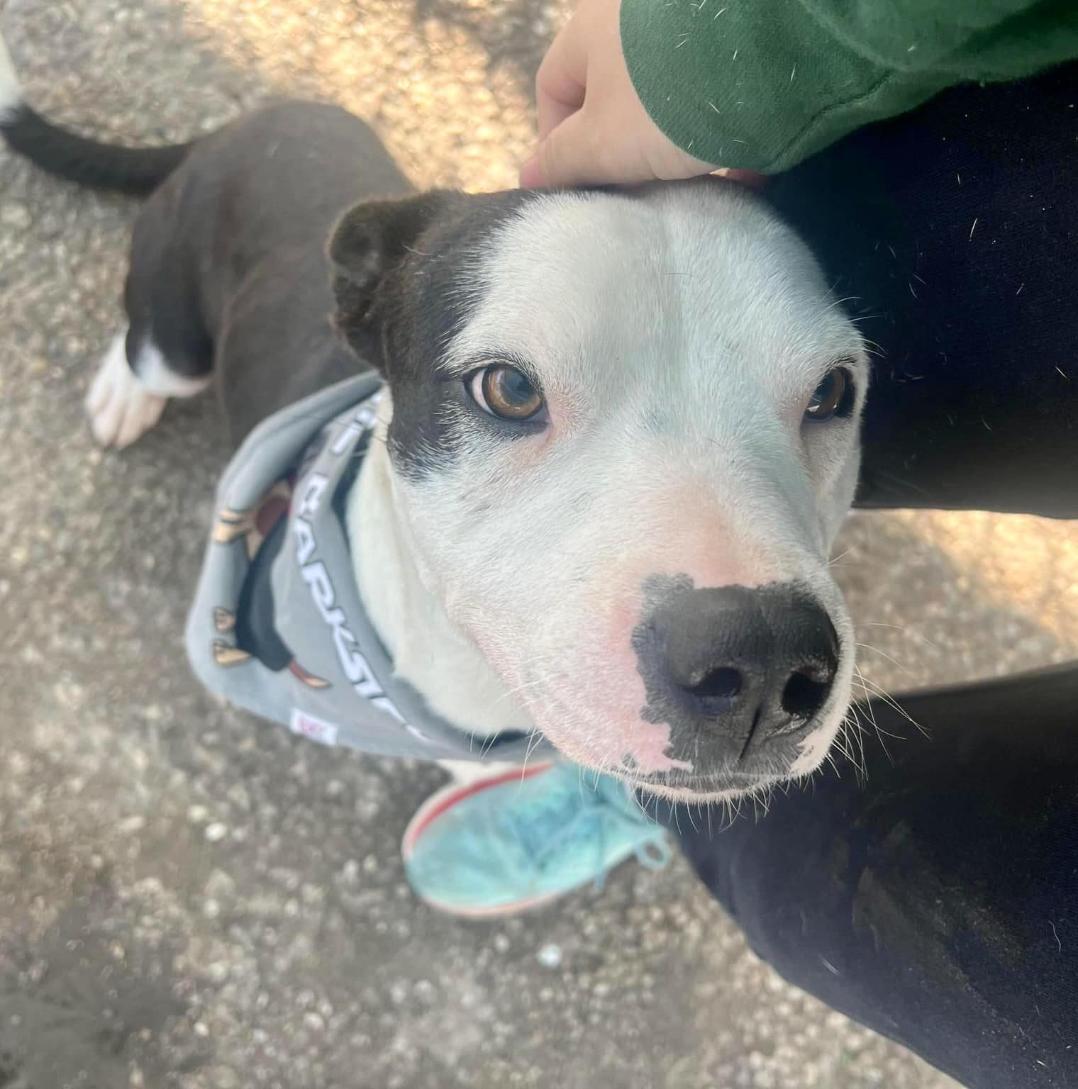 Enlarge Tom, a Adoptable mixed breed in Cortlandt Manor, NY image 2/5