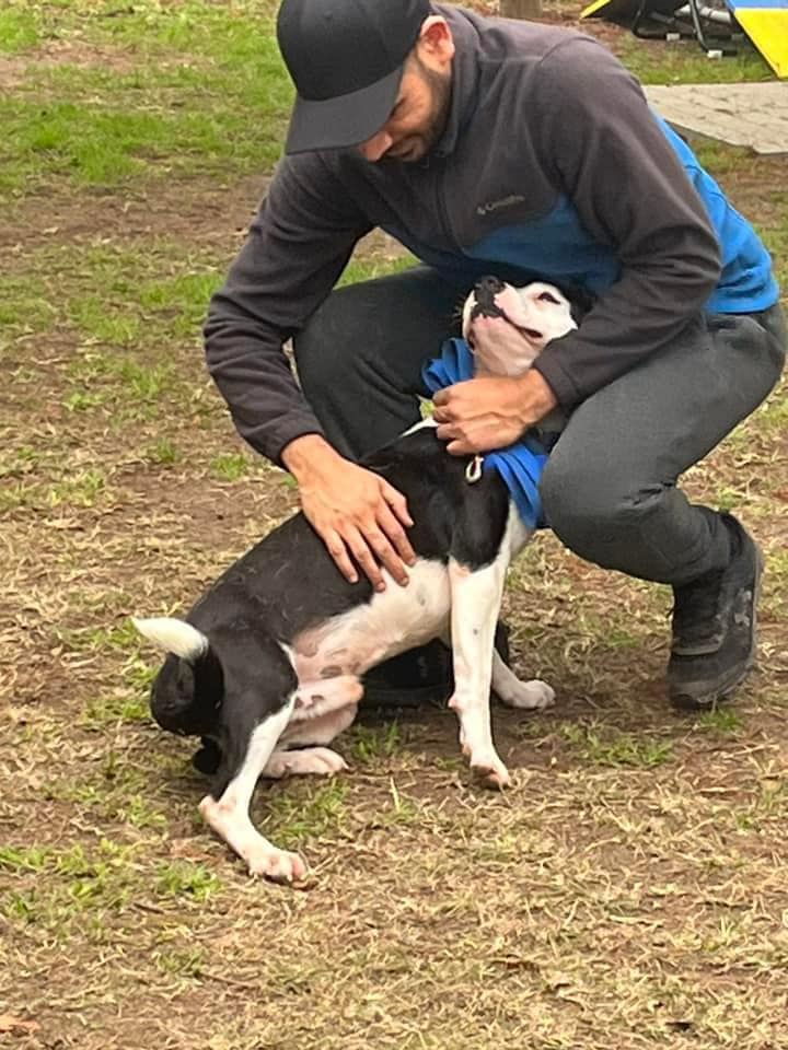Enlarge Tom, a Adoptable mixed breed in Cortlandt Manor, NY image 3/5
