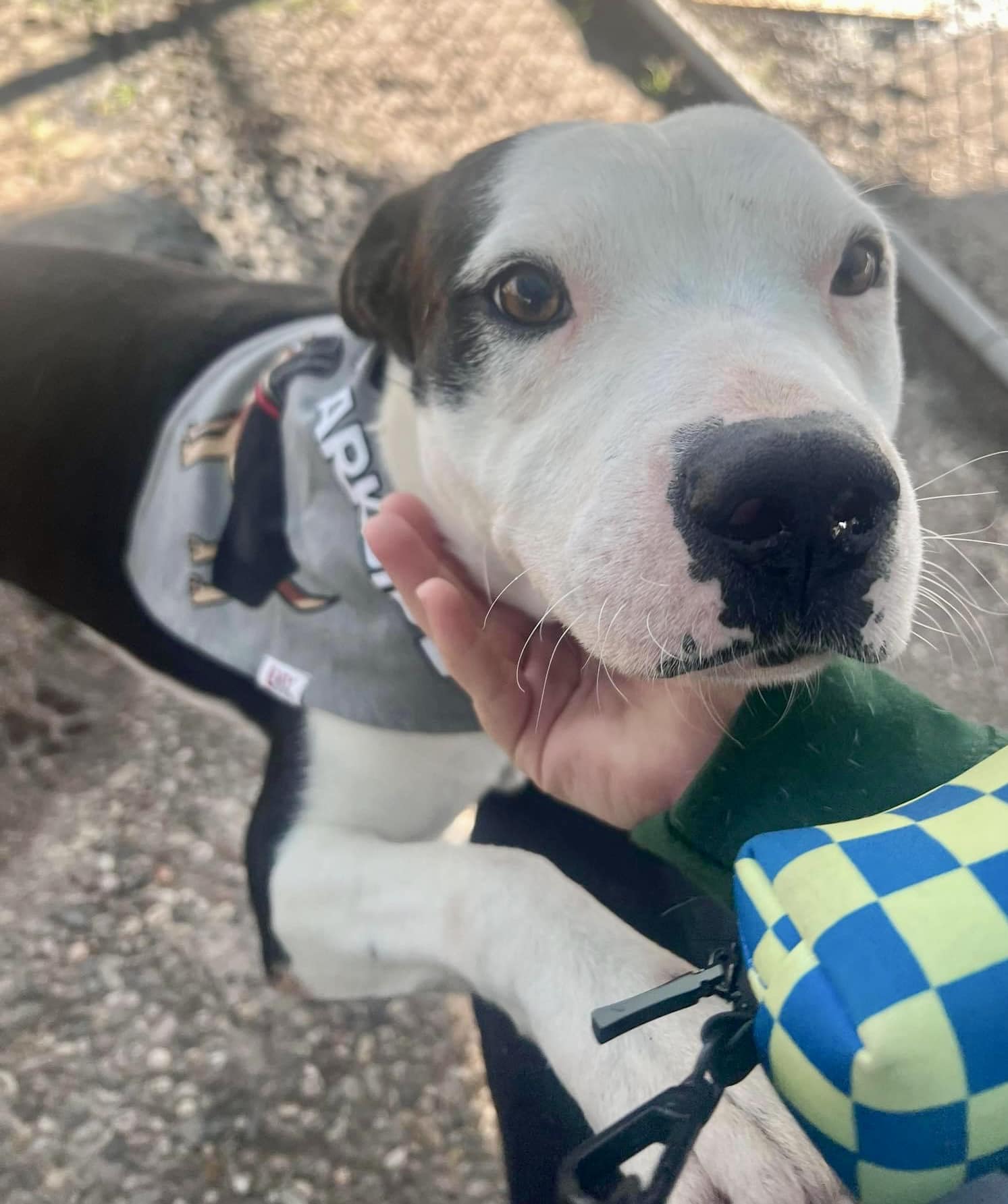 Tom, Adoptable, Young Male American Staffordshire Terrier.