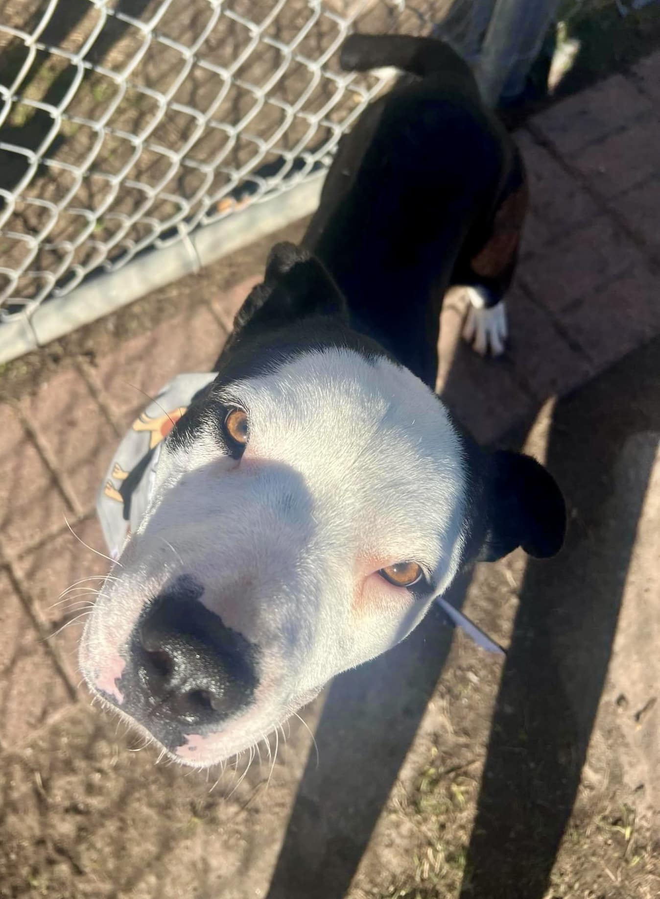 Enlarge Tom, a Adoptable mixed breed in Cortlandt Manor, NY image 4/5