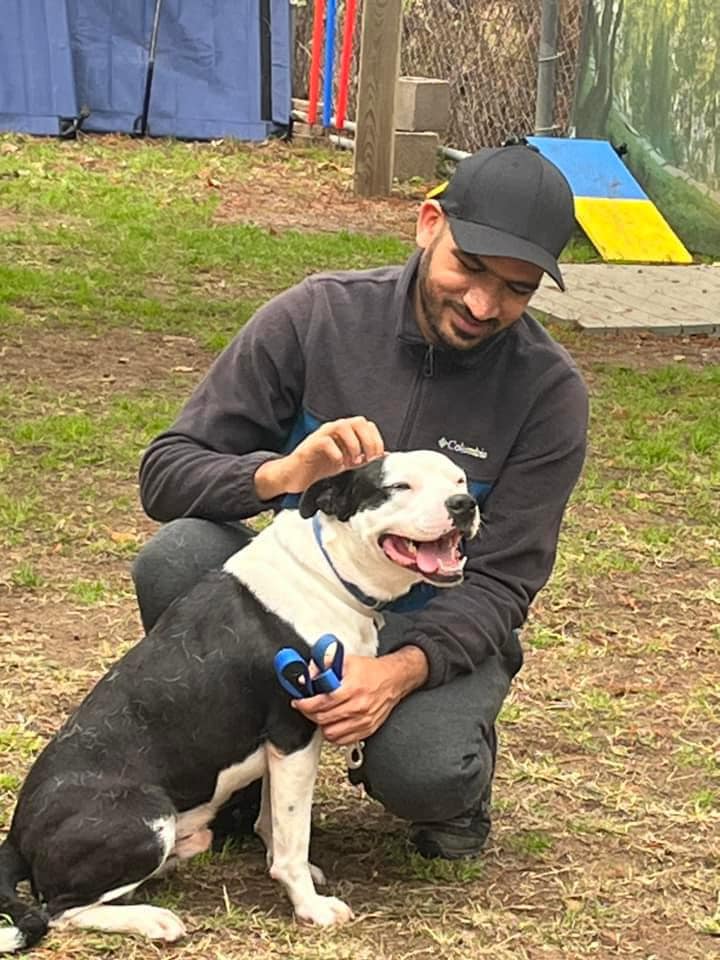 Enlarge Tom, a Adoptable mixed breed in Cortlandt Manor, NY image 5/5