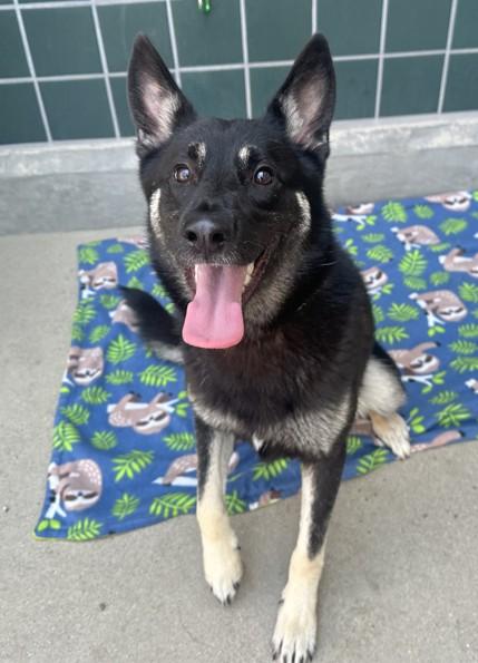 Enlarge SALLY, a Adoptable German Shepherd Dog in Rancho Cucamonga, CA image 1/1