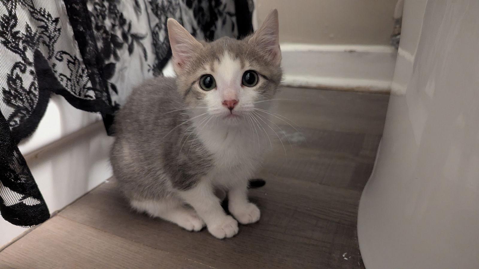 Penny, Adopted, Kitten Female Domestic Short Hair.