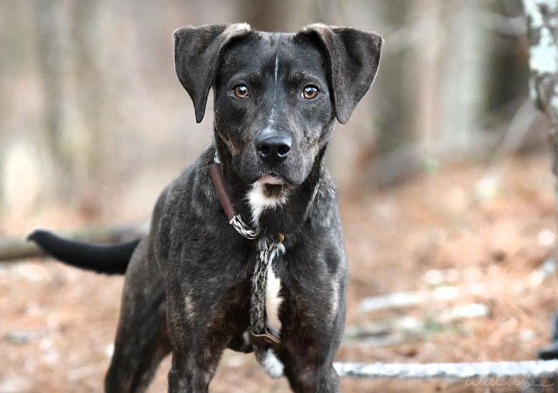 Mila #21974, ADOPTABLE, Young Female Labrador Retriever & Plott Hound.