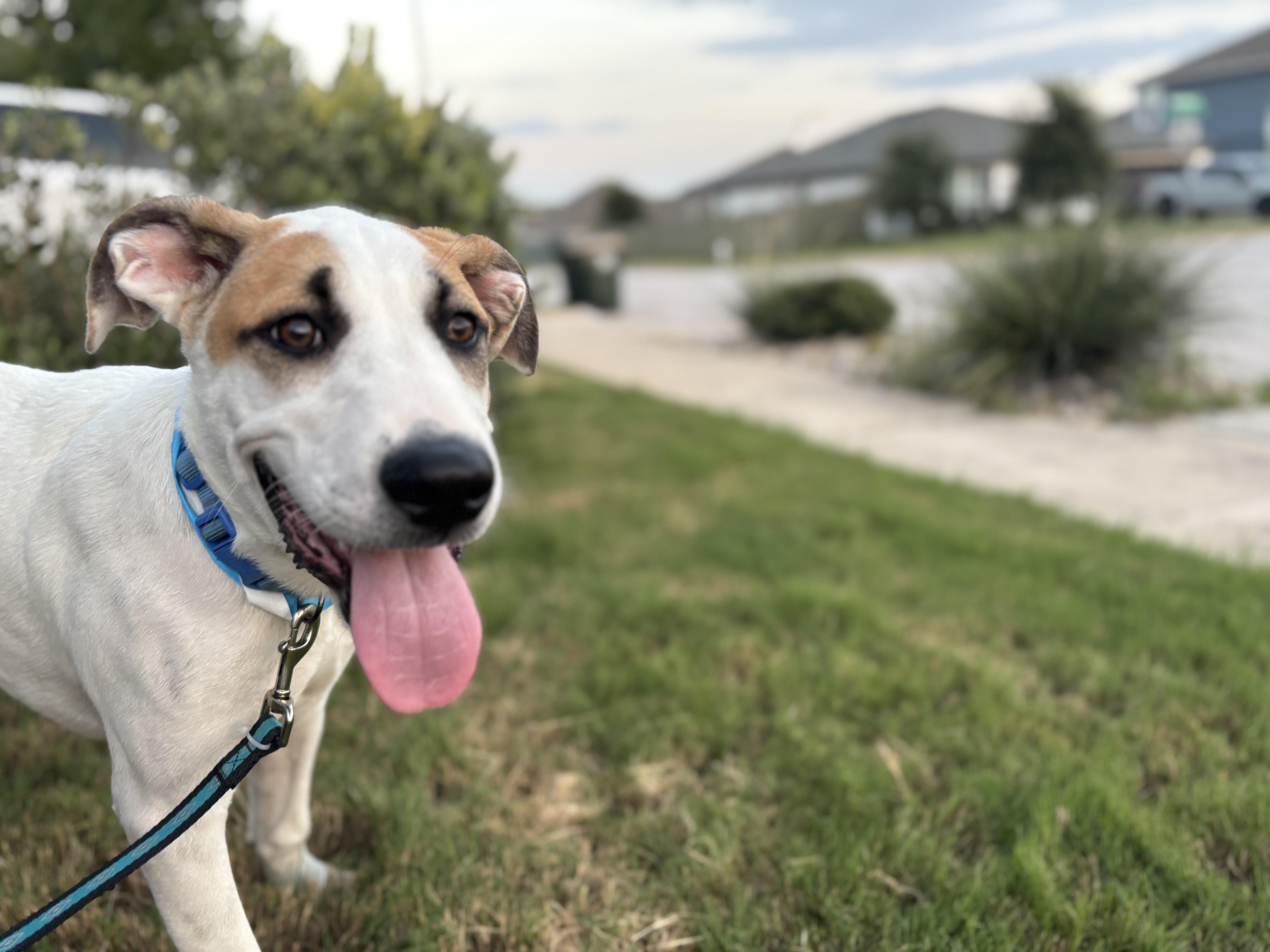 Enlarge Culver, a Adoptable mixed breed in Ft Collins , CO image 2/3
