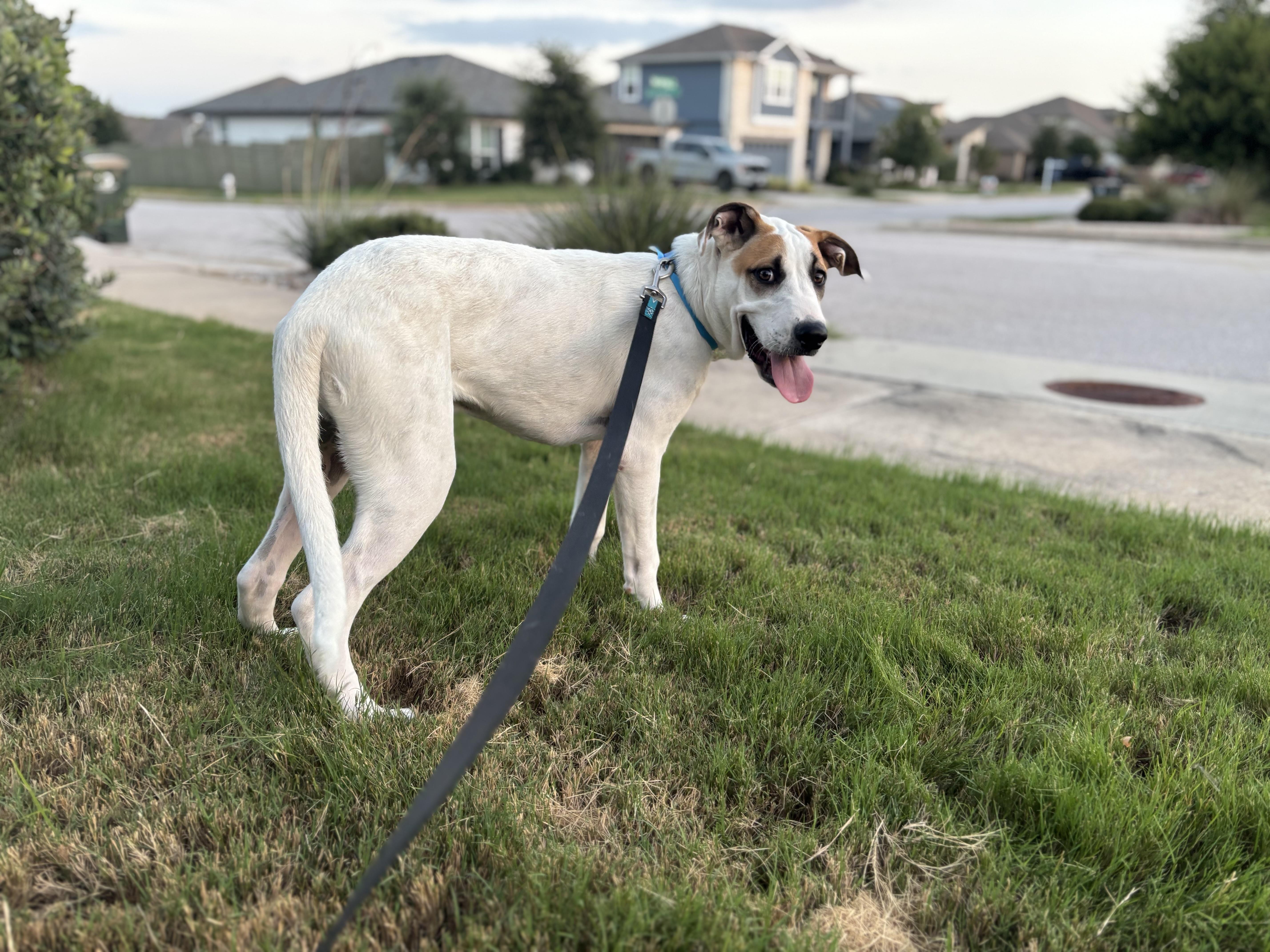 Culver, Adoptable, Puppy Male Great Pyrenees & Hound.