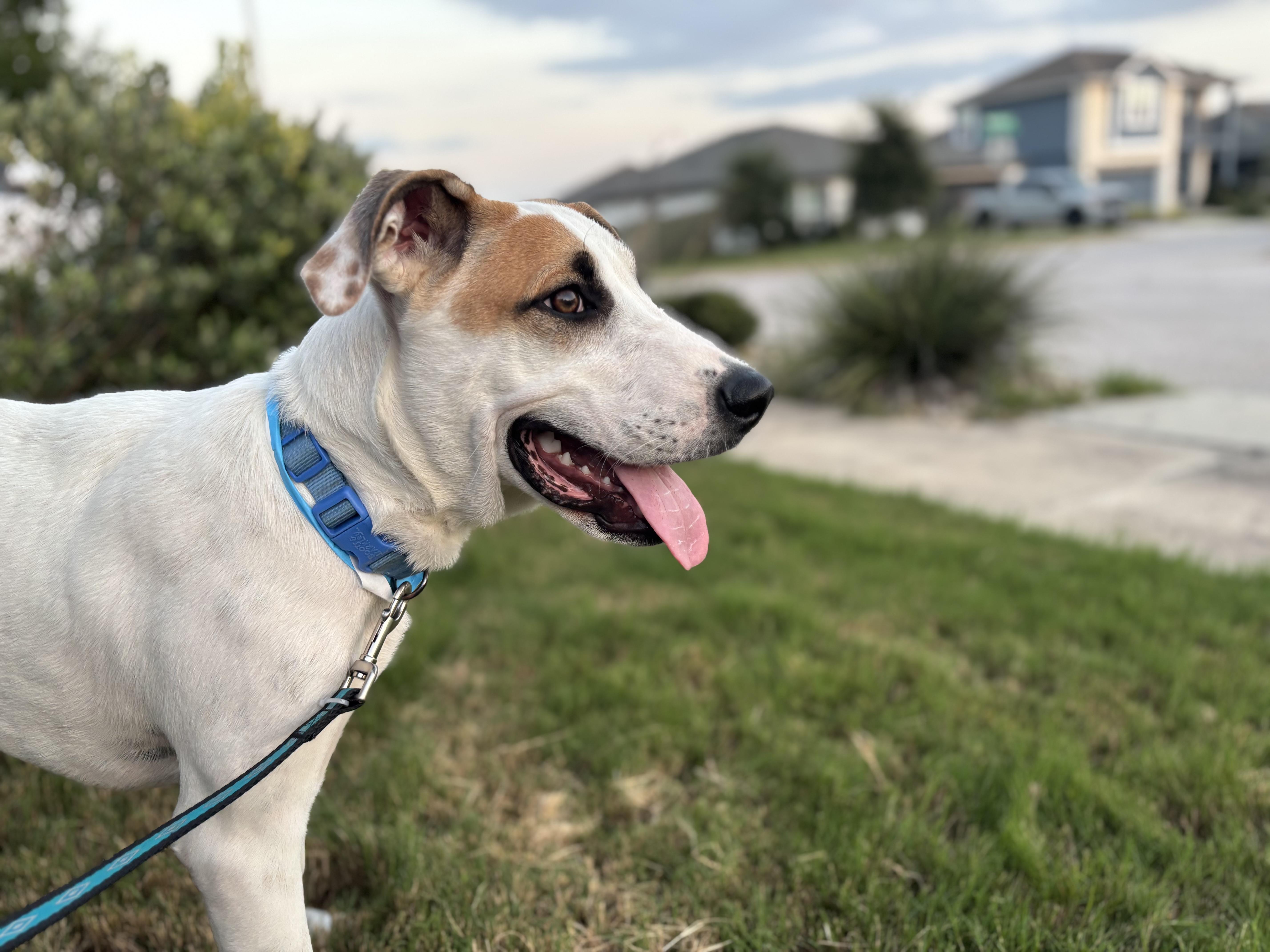 Enlarge Culver, a Adoptable mixed breed in Ft Collins , CO image 3/3
