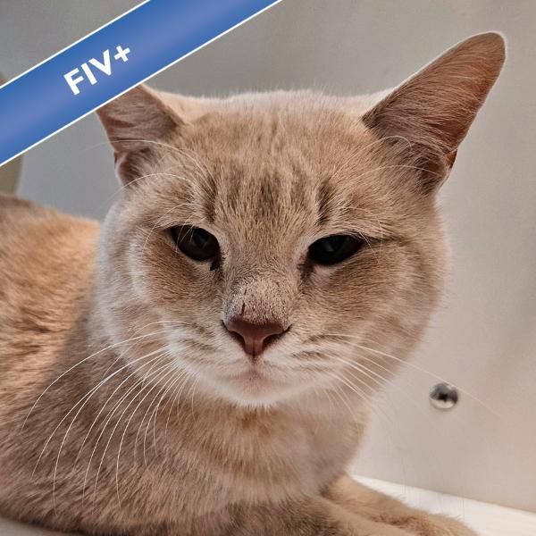 Enlarge Simon, a Adoptable mixed breed in Des Moines, IA image 1/2