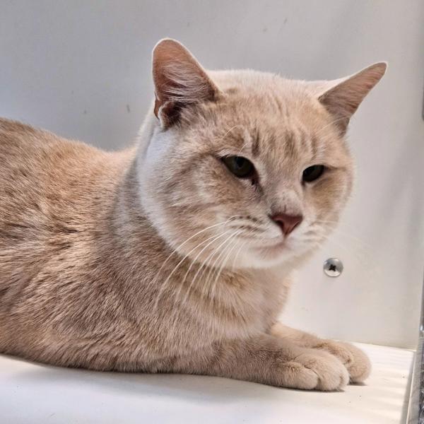 Enlarge Simon, a Adoptable mixed breed in Des Moines, IA image 2/2