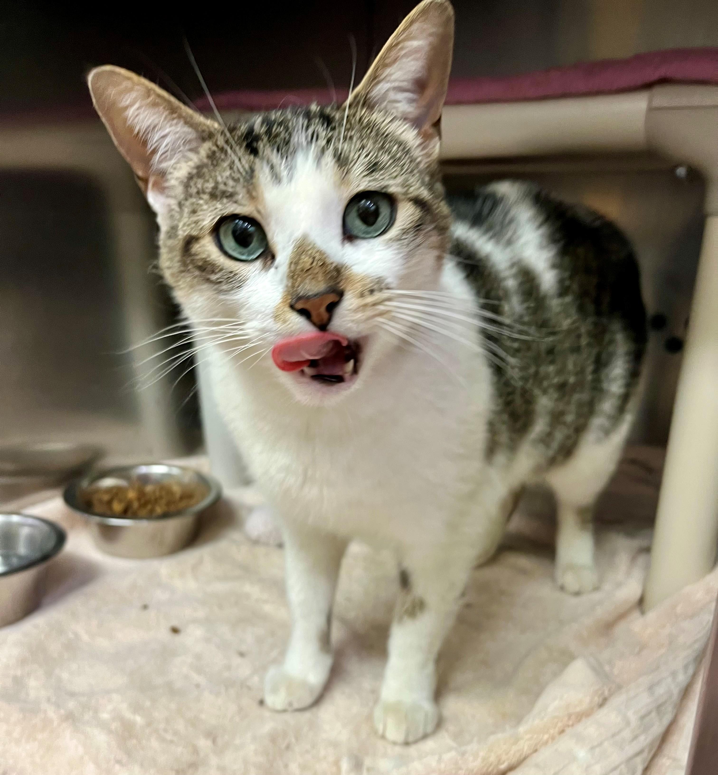Troubles, an adopted Domestic Short Hair in Hamilton, ON image 4/5