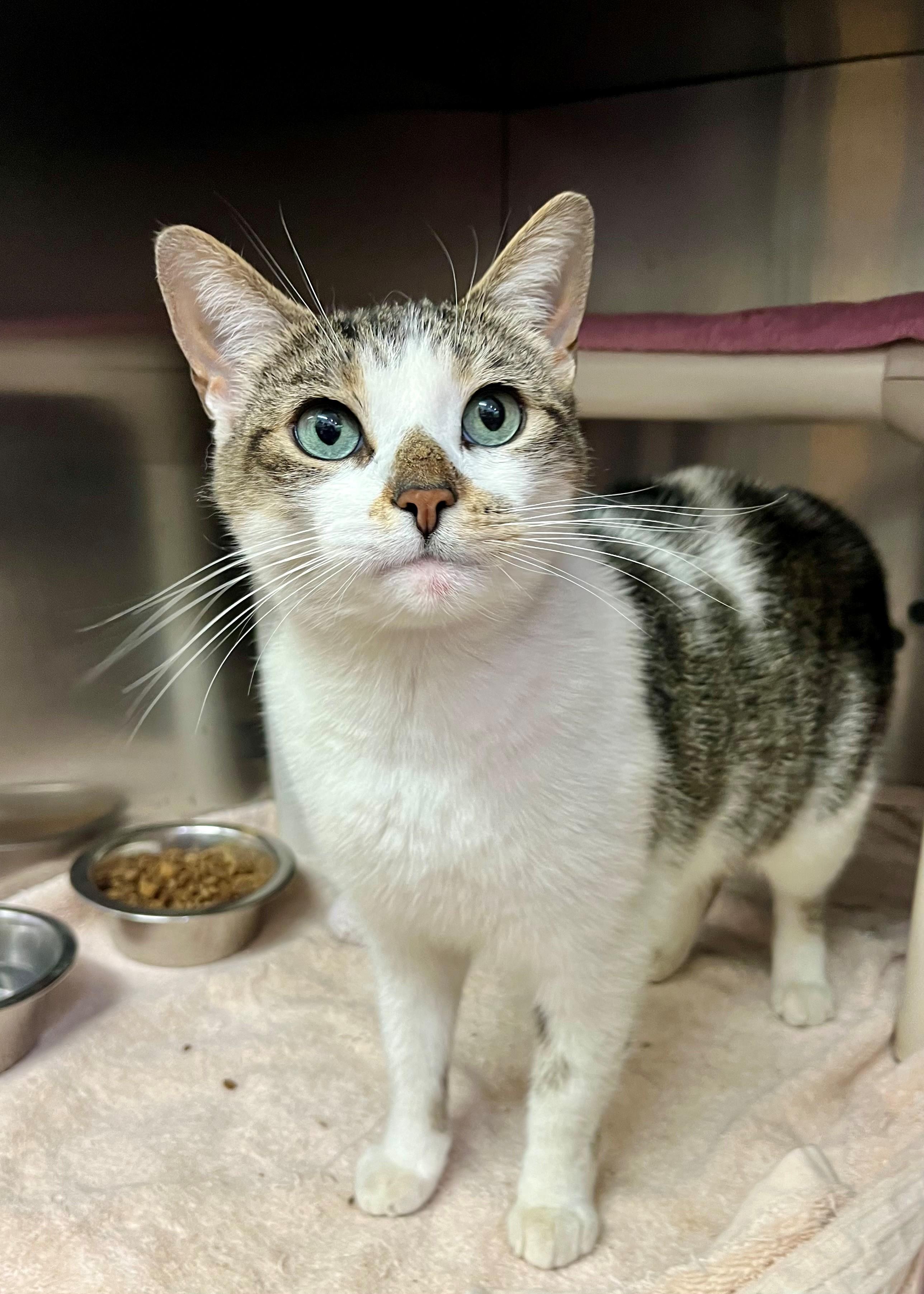 Troubles, an adopted Domestic Short Hair in Hamilton, ON image 5/5