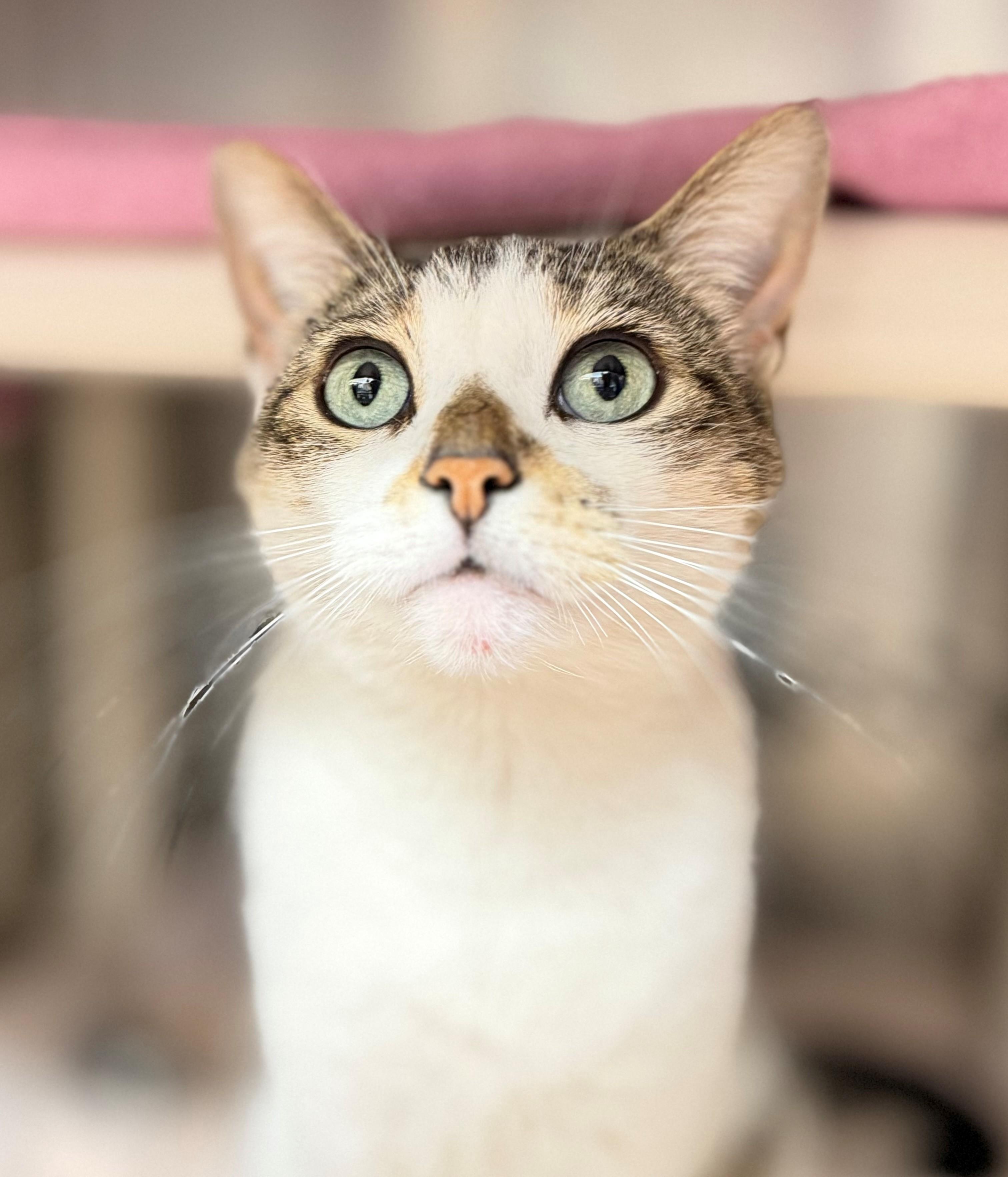 Troubles, an adopted Domestic Short Hair in Hamilton, ON image 2/5