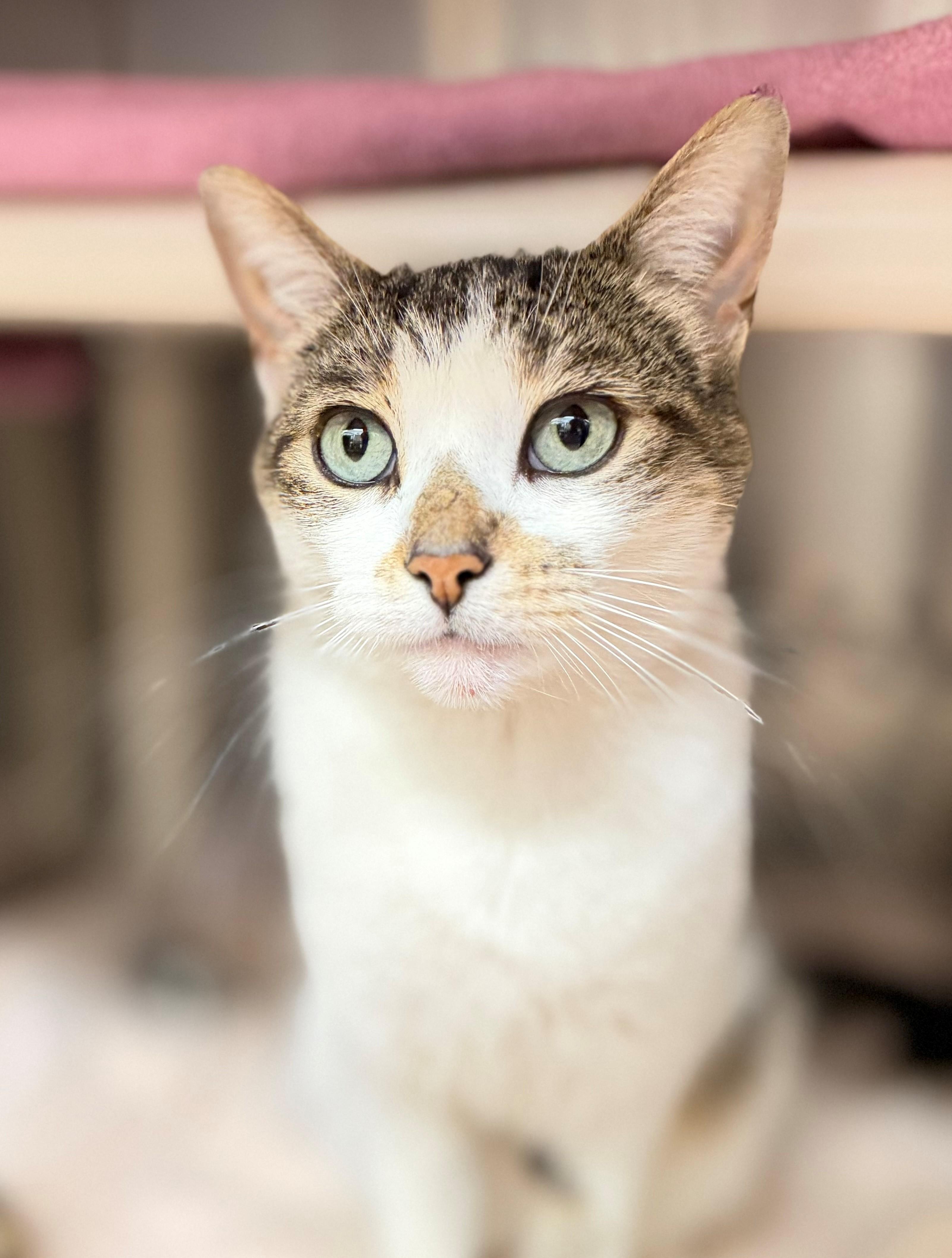 Troubles, an adopted Domestic Short Hair in Hamilton, ON image 3/5