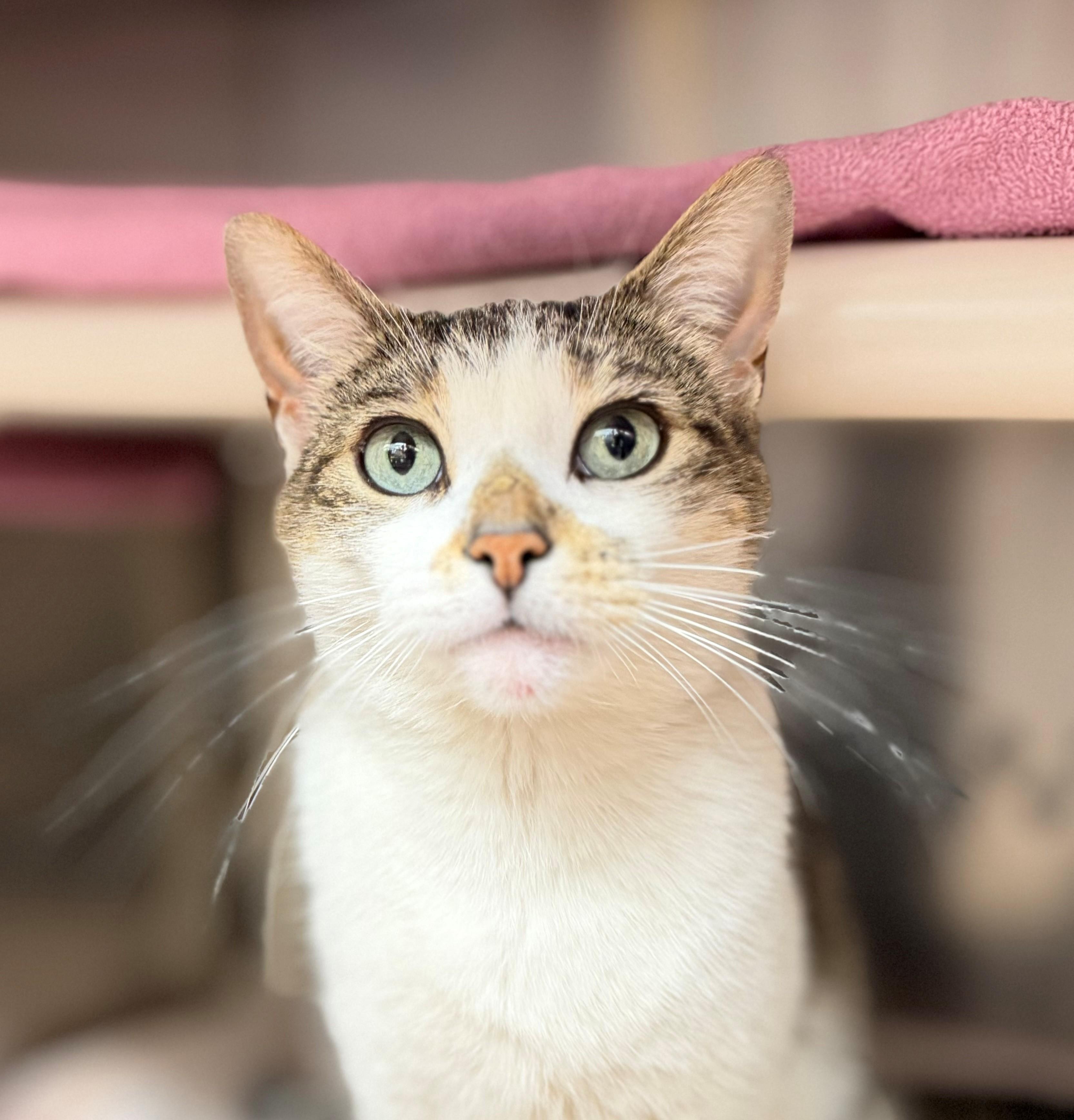Troubles, an adopted Domestic Short Hair in Hamilton, ON image 1/5