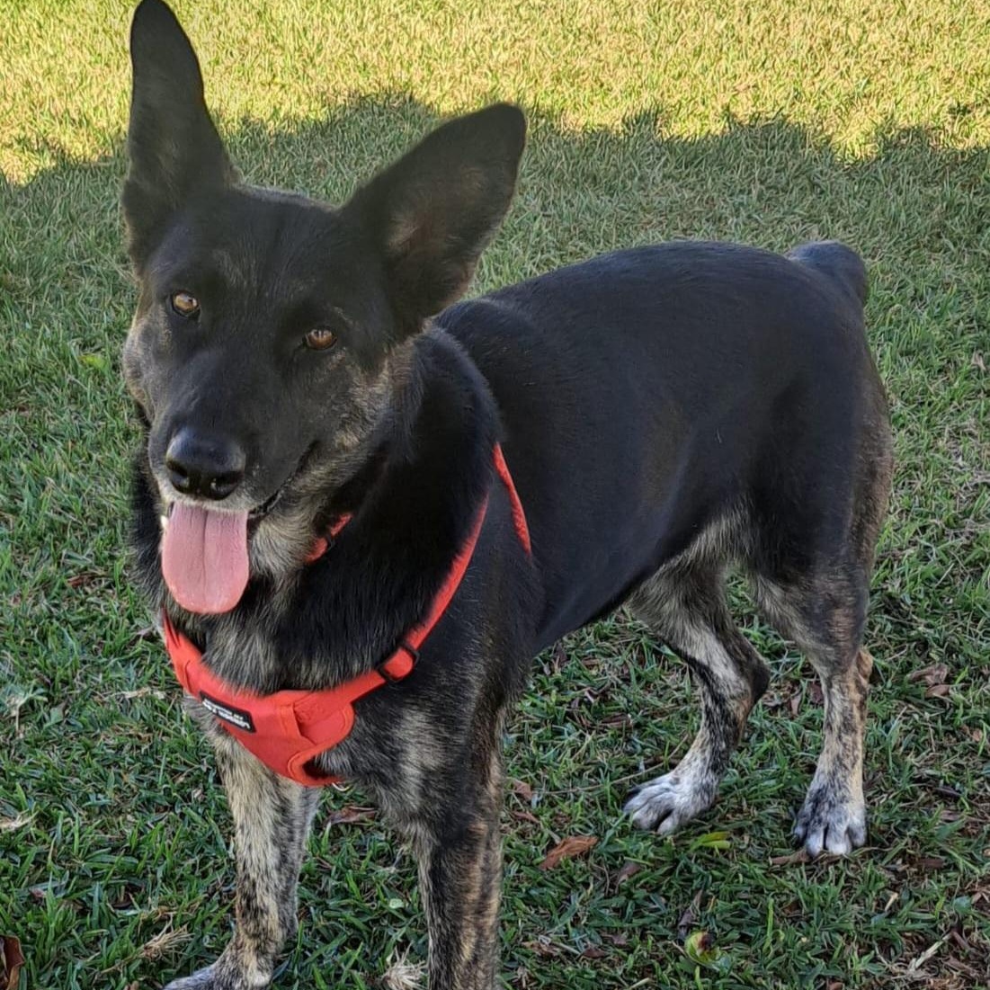 Addie, Adult Female unknown