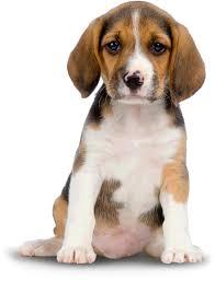 Enlarge Lasko-legacy-Myk, a Adoptable mixed breed in Bettles, AK image 2/2