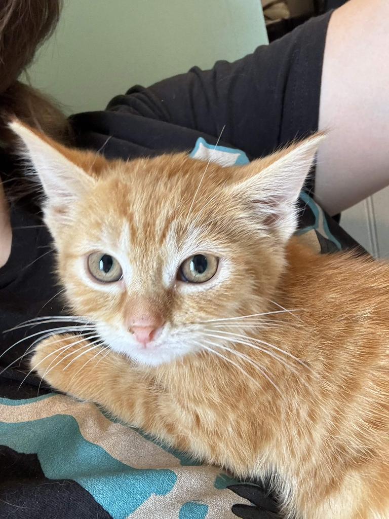 Patti McGee, Adoptable, Kitten Female Domestic Short Hair.
