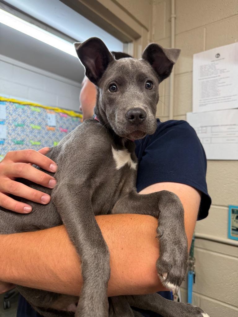 Enlarge Duchess, a Adoptable mixed breed in Murray, KY image 1/1