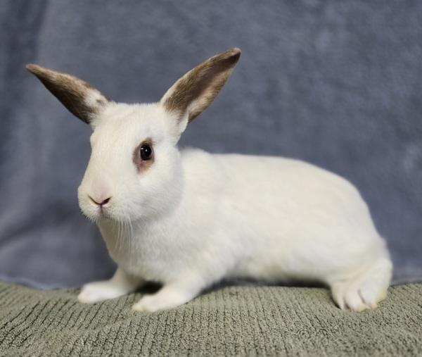 Katrina, Adoptable, Baby Female Rex.