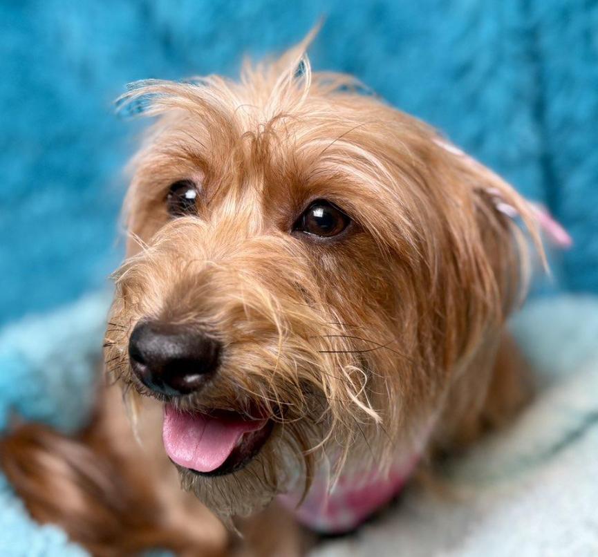 Cherrycrazy Hair  Don't thumbnail 2