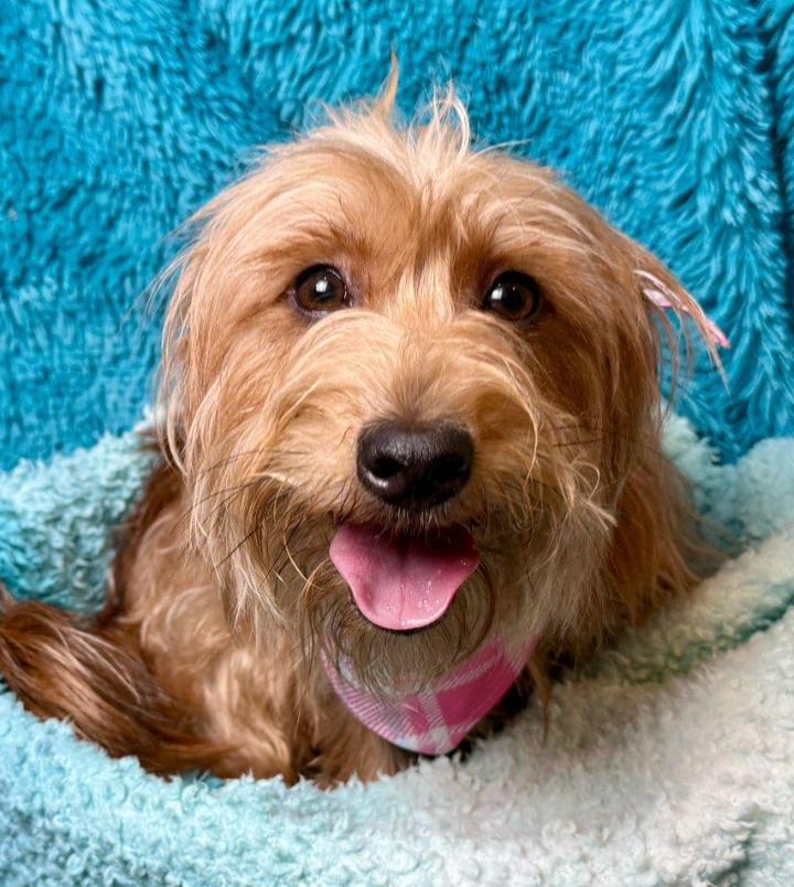 Cherry-Crazy Hair, Don't Care